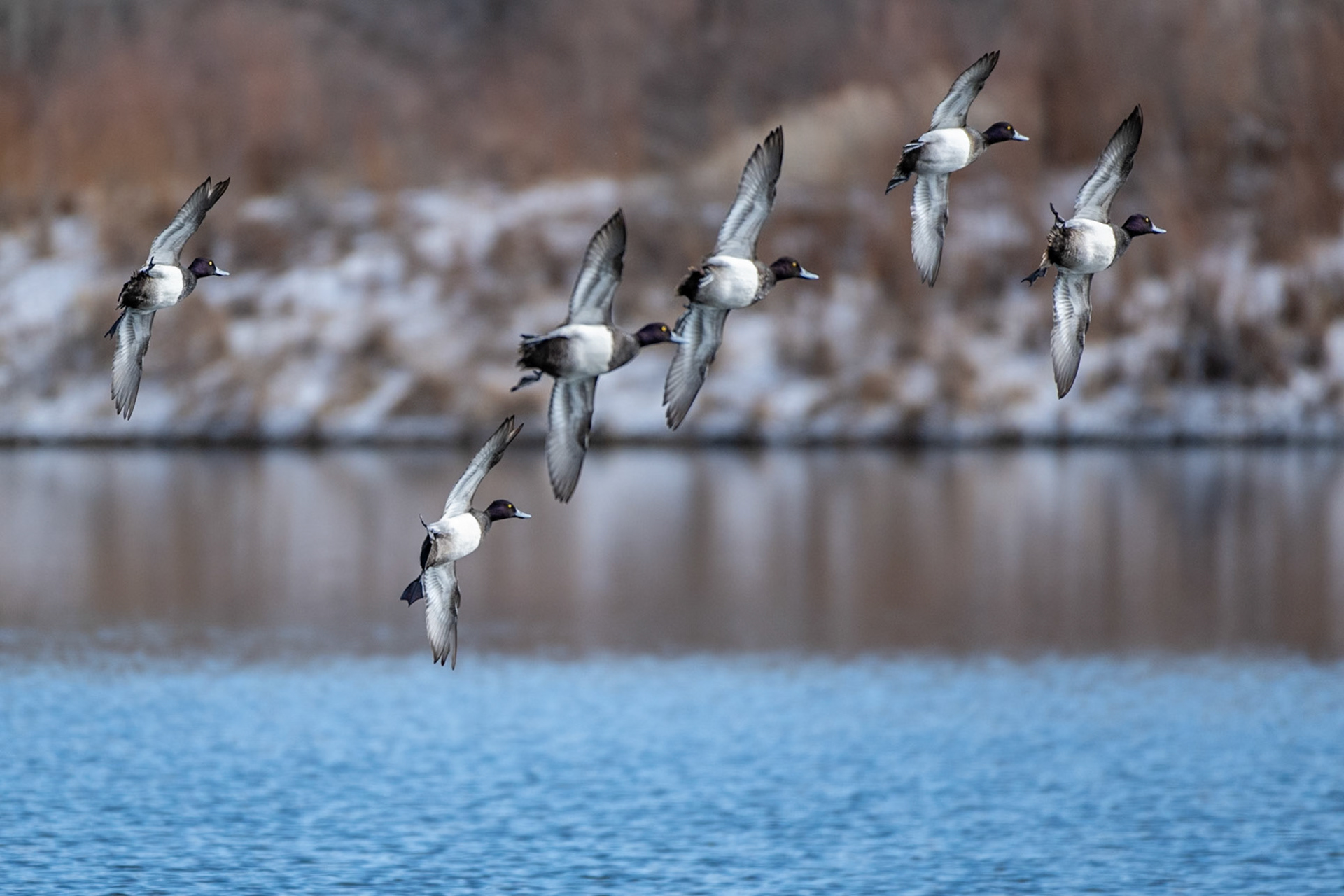 Ring-necked Duck (Aythya collaris) - squadrom of Males In Flight