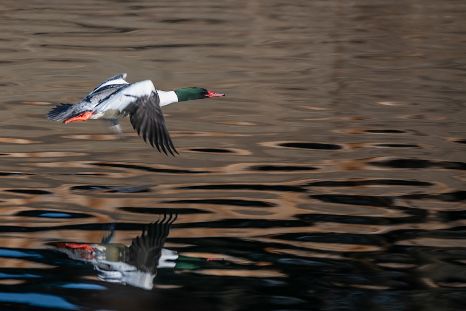 Common Merganser (Mergus merganser) - Male