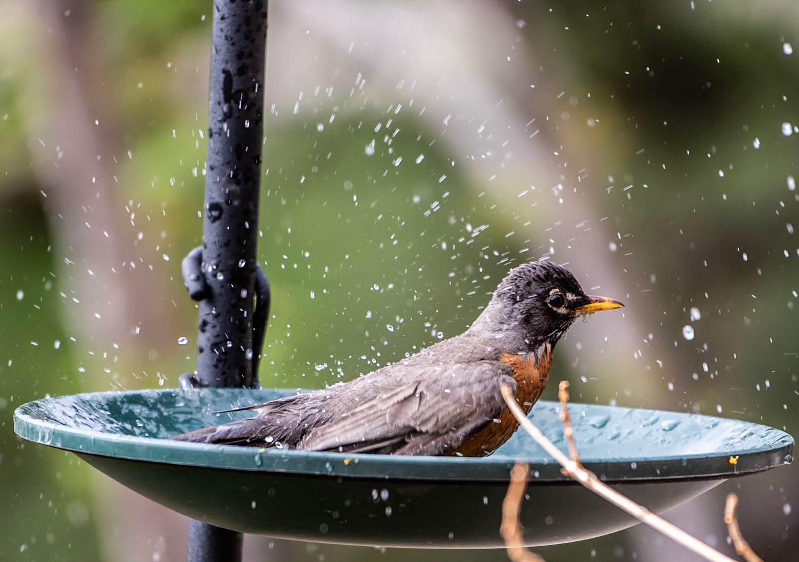 American Robin (Turdus migratirius)