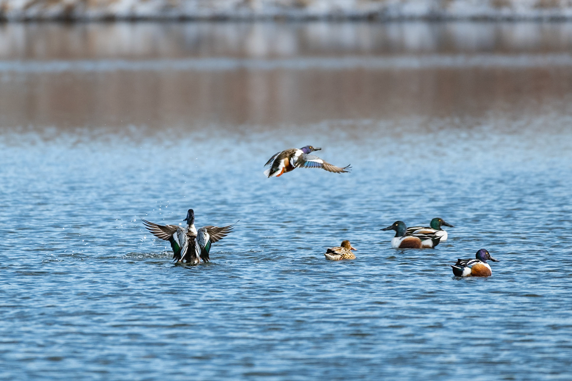 Northern Shoveler (Spatula clypeata) - Male In Flight sequence.