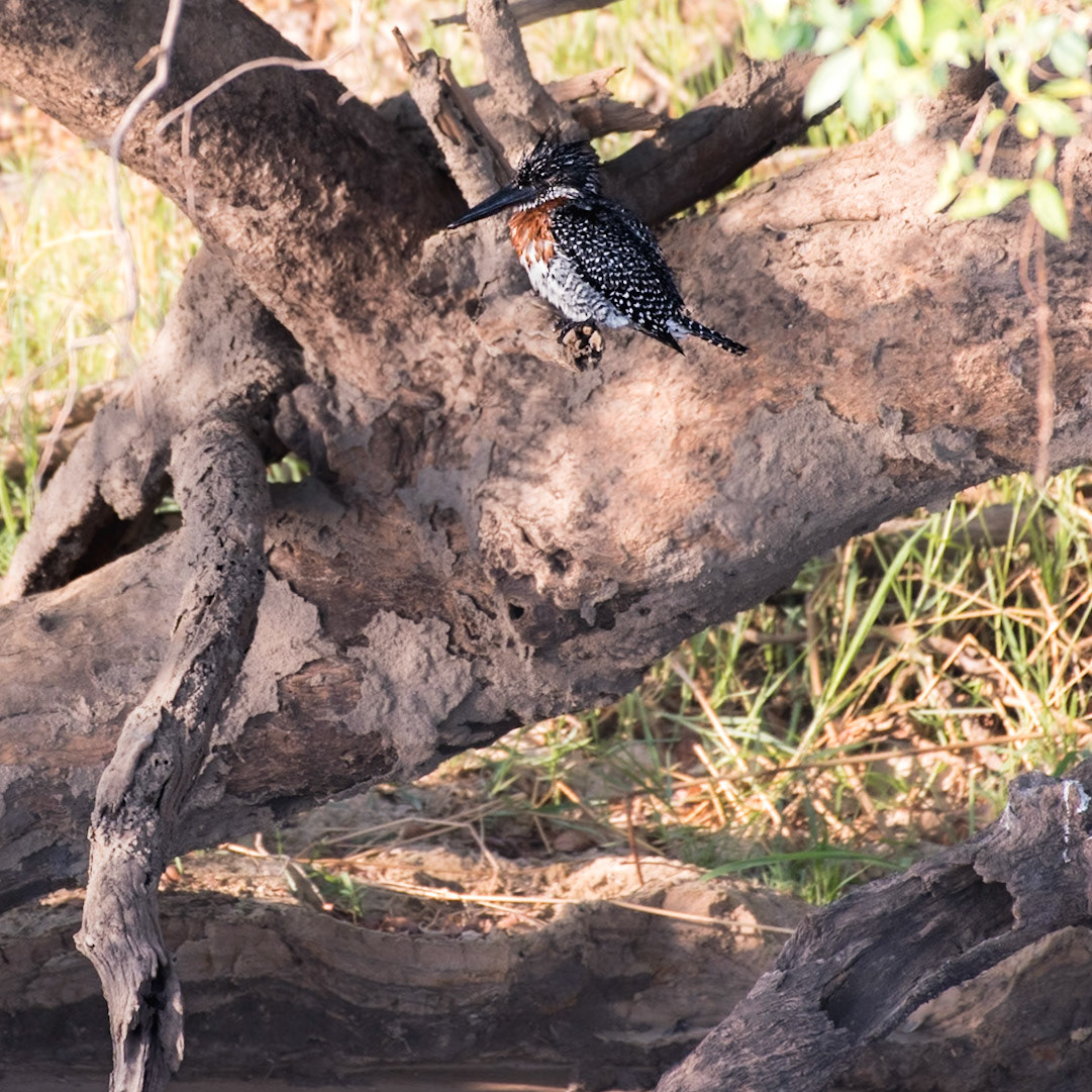 KIimbabwe: The red tufts on the upper chest indicate this is a male Giant Kingfisher (Megaceryle maxima)