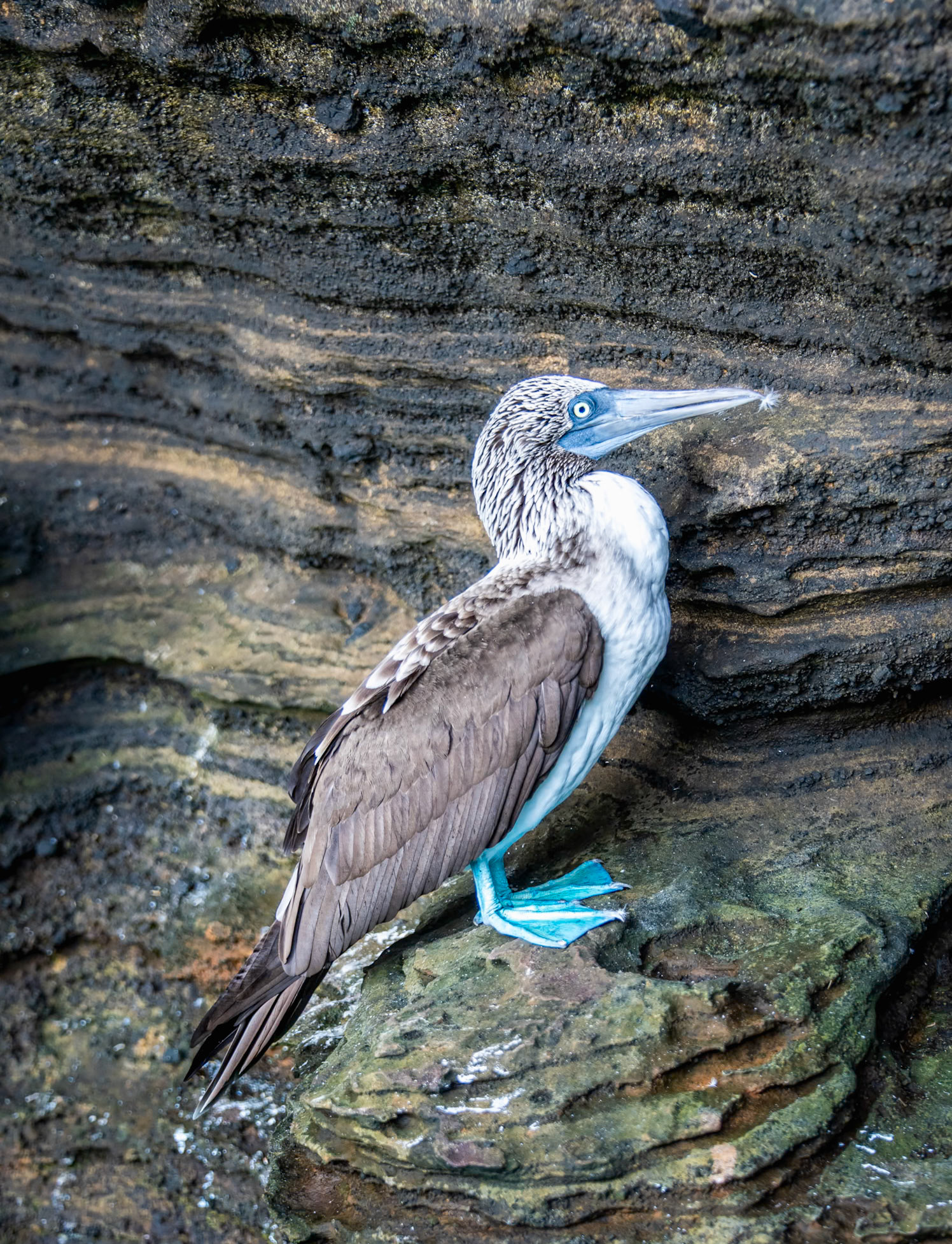 Sula nebouxii (Blue-footed Booby). The quintessential pose from the quintessential bird that seems to be a poster bird for the Galapagos Islands.
