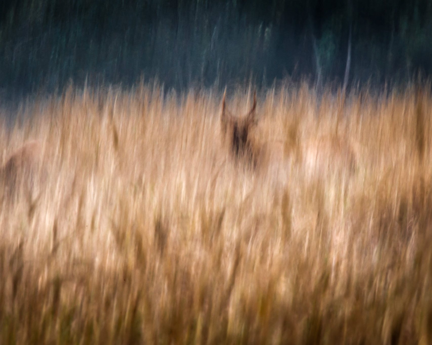 Blending In...A Roosevelt Elk