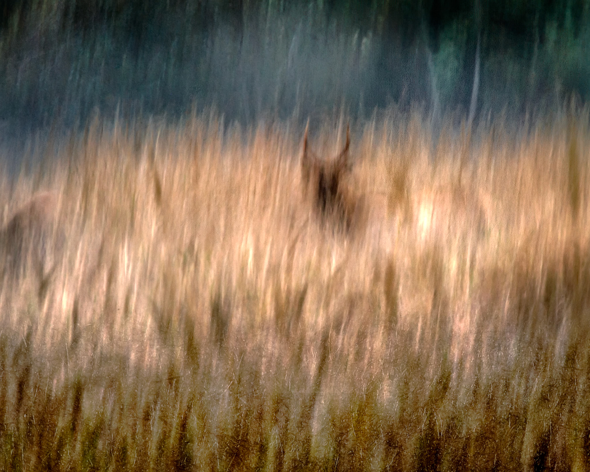 Blending In...A Roosevelt Elk