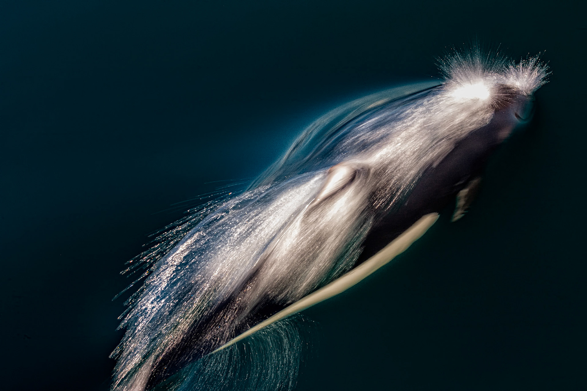 Dall's Porpoise Along Port Wells...Prince William Sound