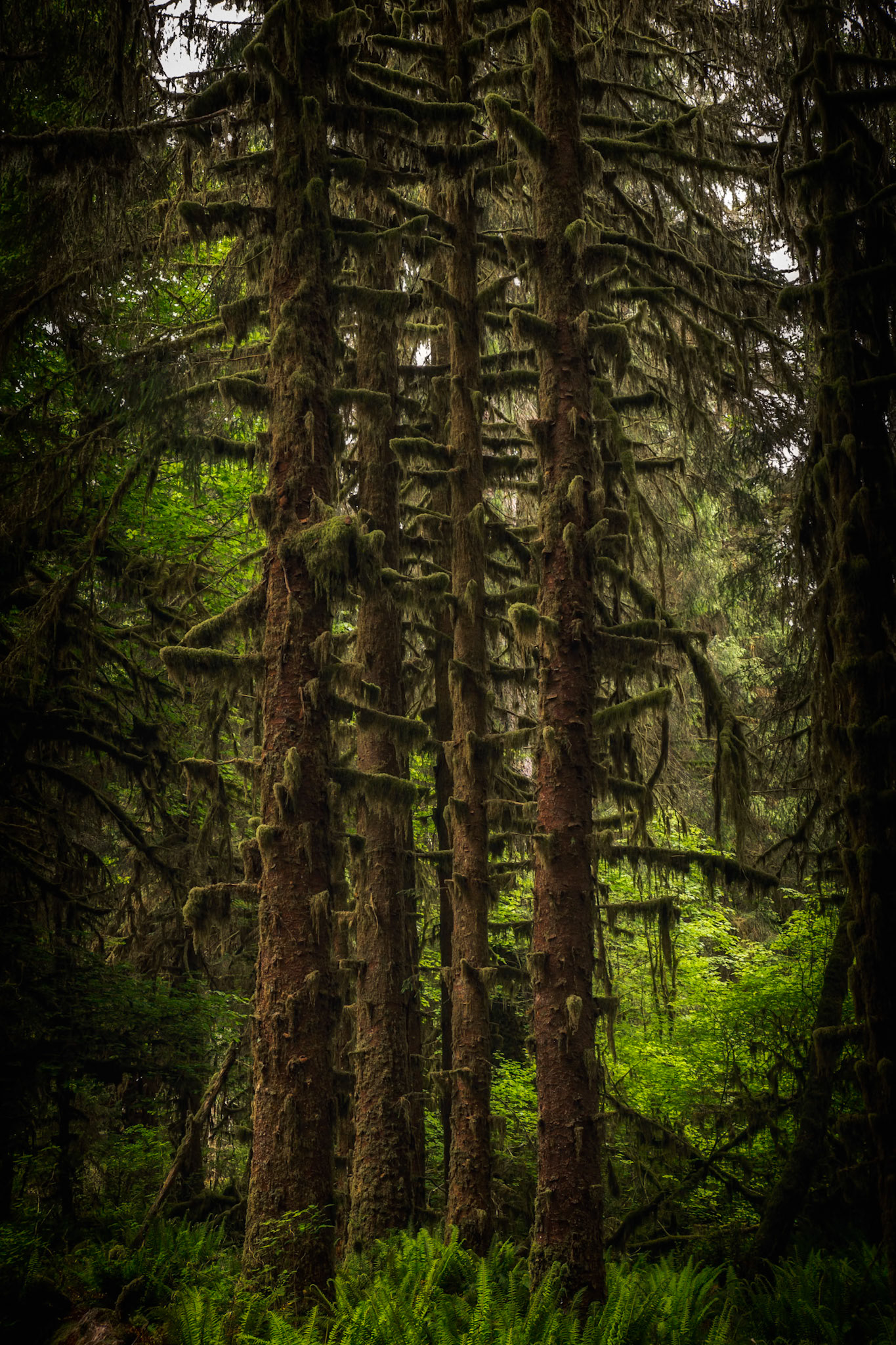 Hoi Rain Forest, Olympic National Park, Washington
