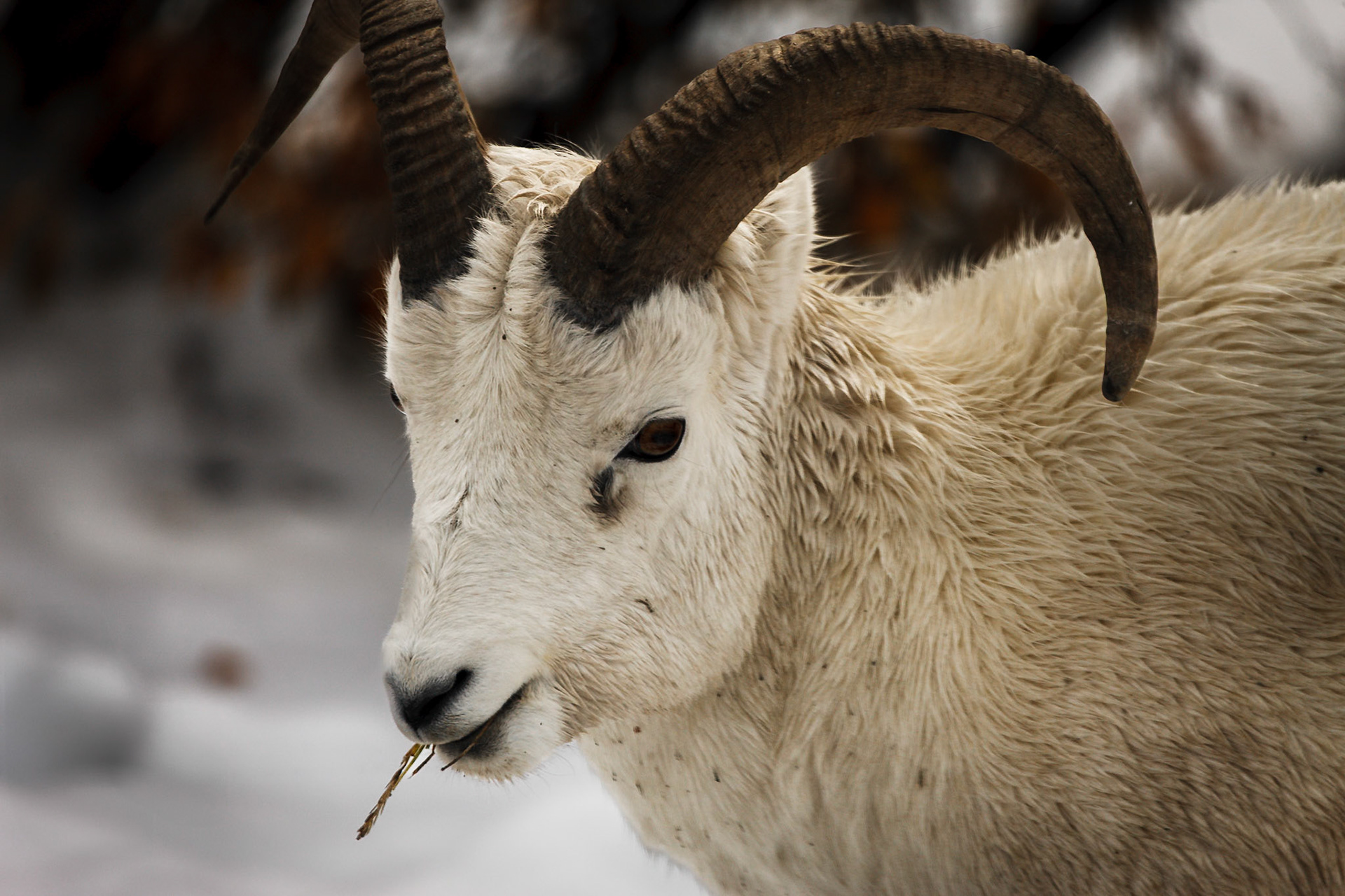 Dall's Sheep in Denali