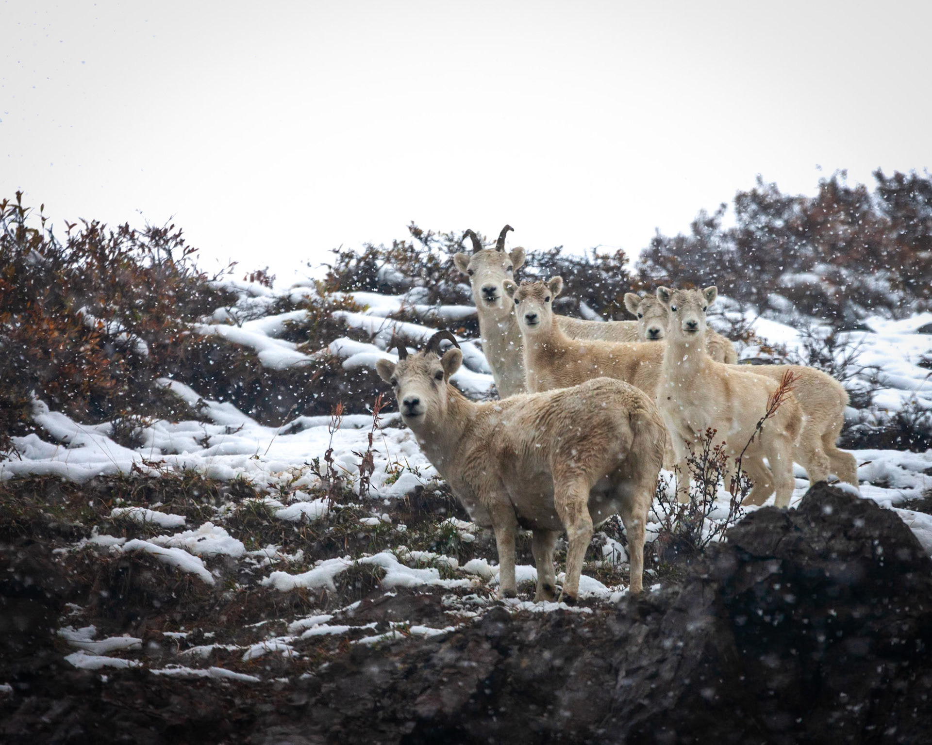 Dall's Sheep in Denali