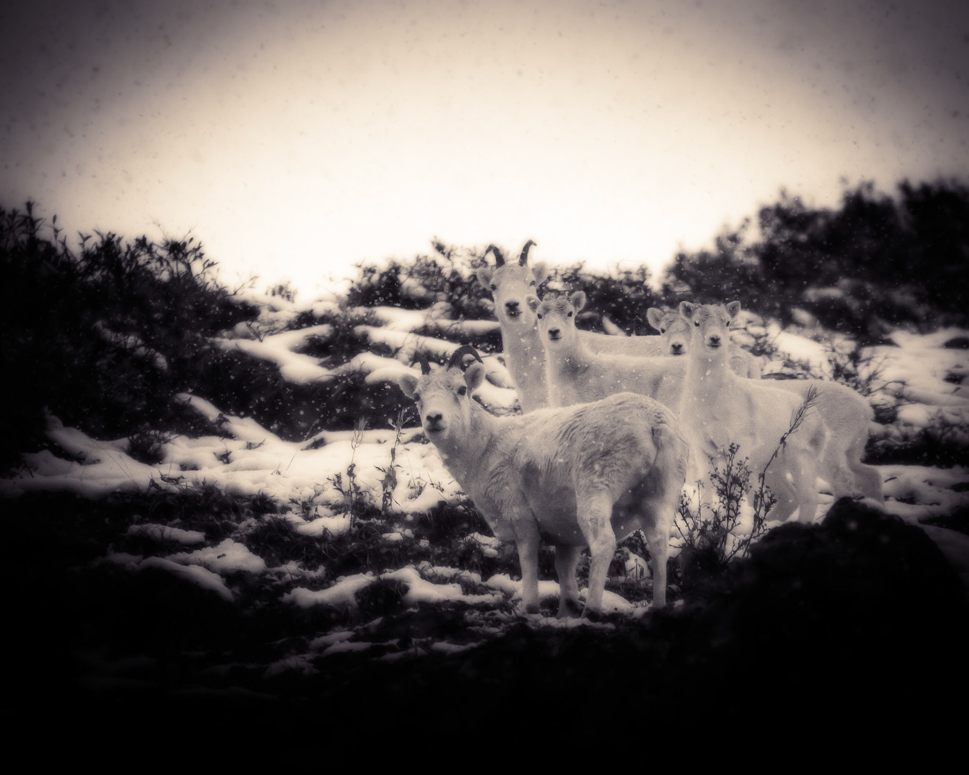 Dall's Sheep in Denali