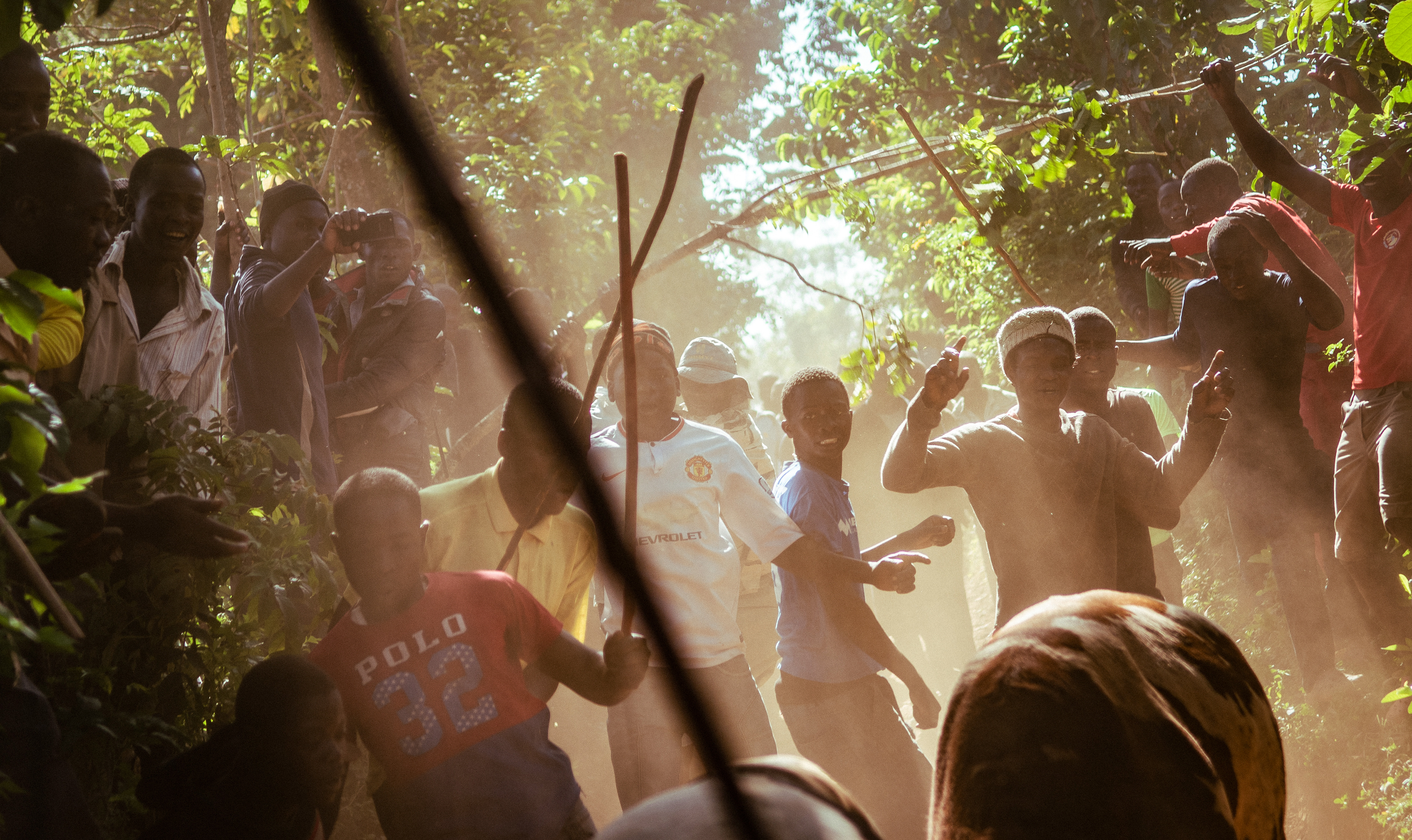 The crowd cheers as the bulls move from the maize field towards another farm.