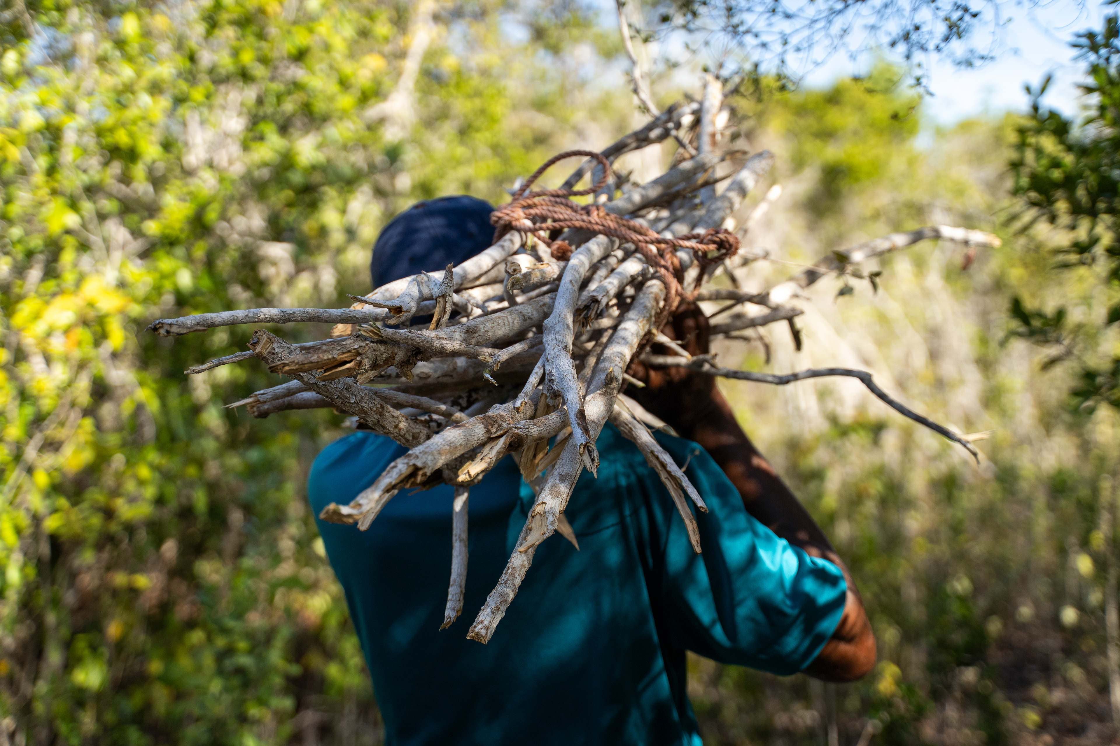 In The Bahamas, harvesting the bark of the Cascarilla plant is a booming industry. In order to locate the plant, harvesters must hack their way through dense scrubland; an unforgiving exercise that islanders colloquially call a ‘ramble.’