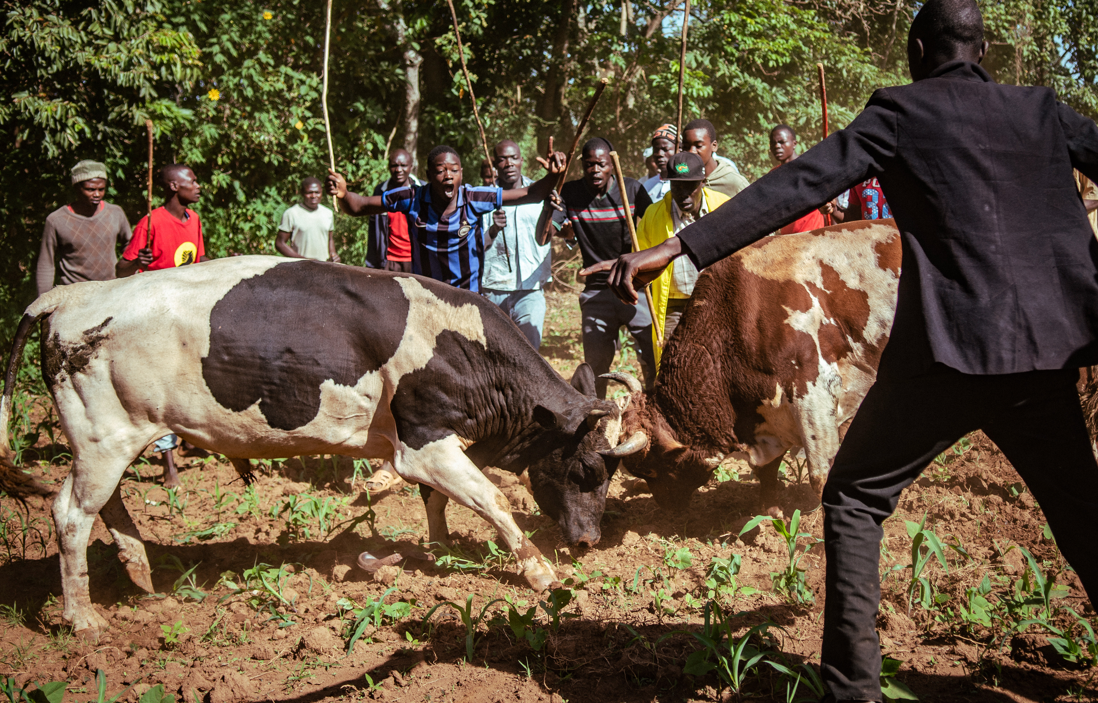 Kakamega bull-fighting is an up close and personal experience, with the crowd following the action and running occasionally to avoid getting hit.
