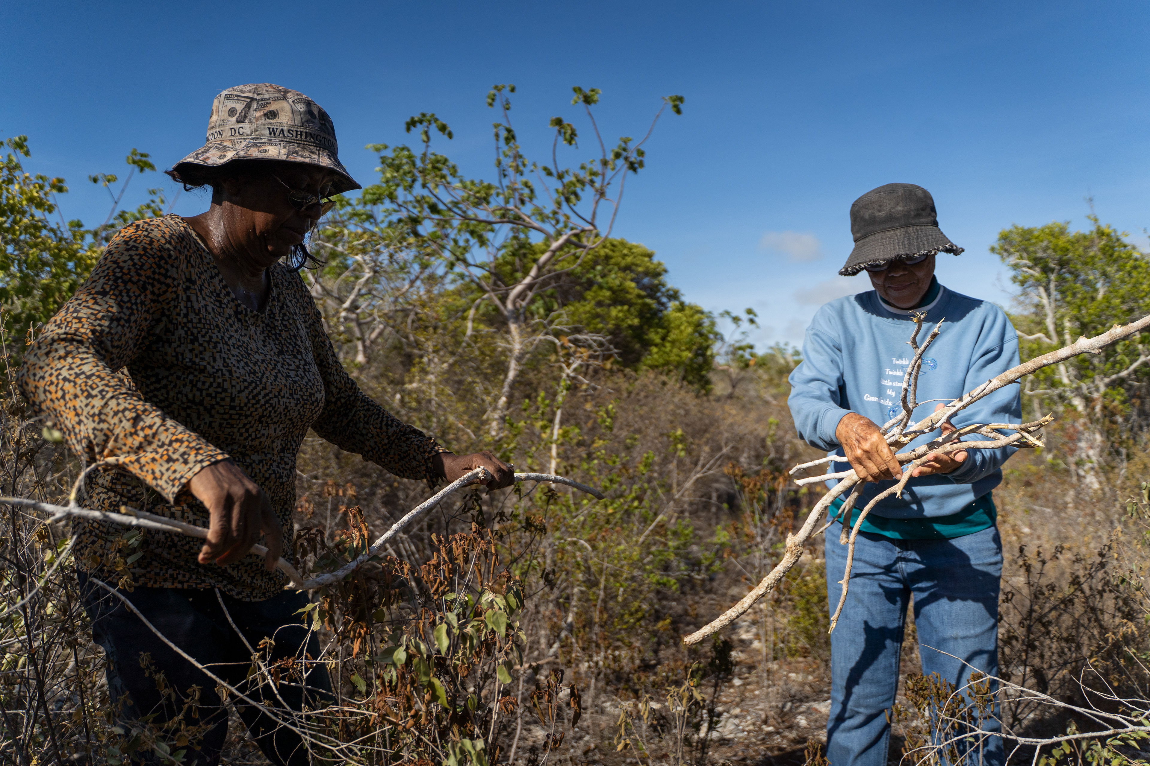 Once found, the branches of the cascarilla tree are cut. If done correctly, 4–6-inch stumps are left so the tree can regrow and be harvested again within a couple of years.