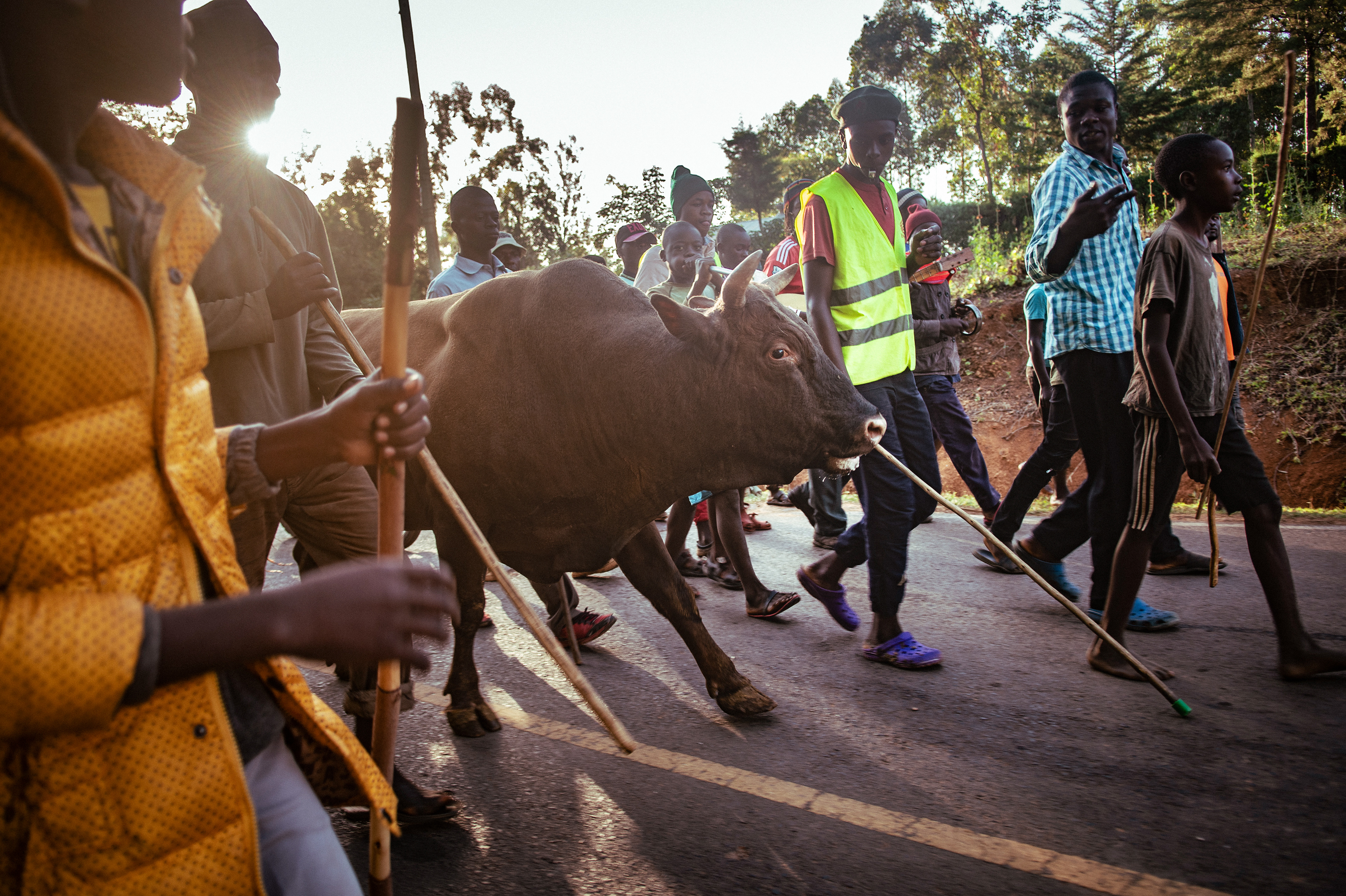 Among the Luhya tribe in western Kenya, a tradition of bull-fighting exists. Originally practised to mark important events such as funerals, the sport has evolved into a more competitive and at times profitable pursuit.