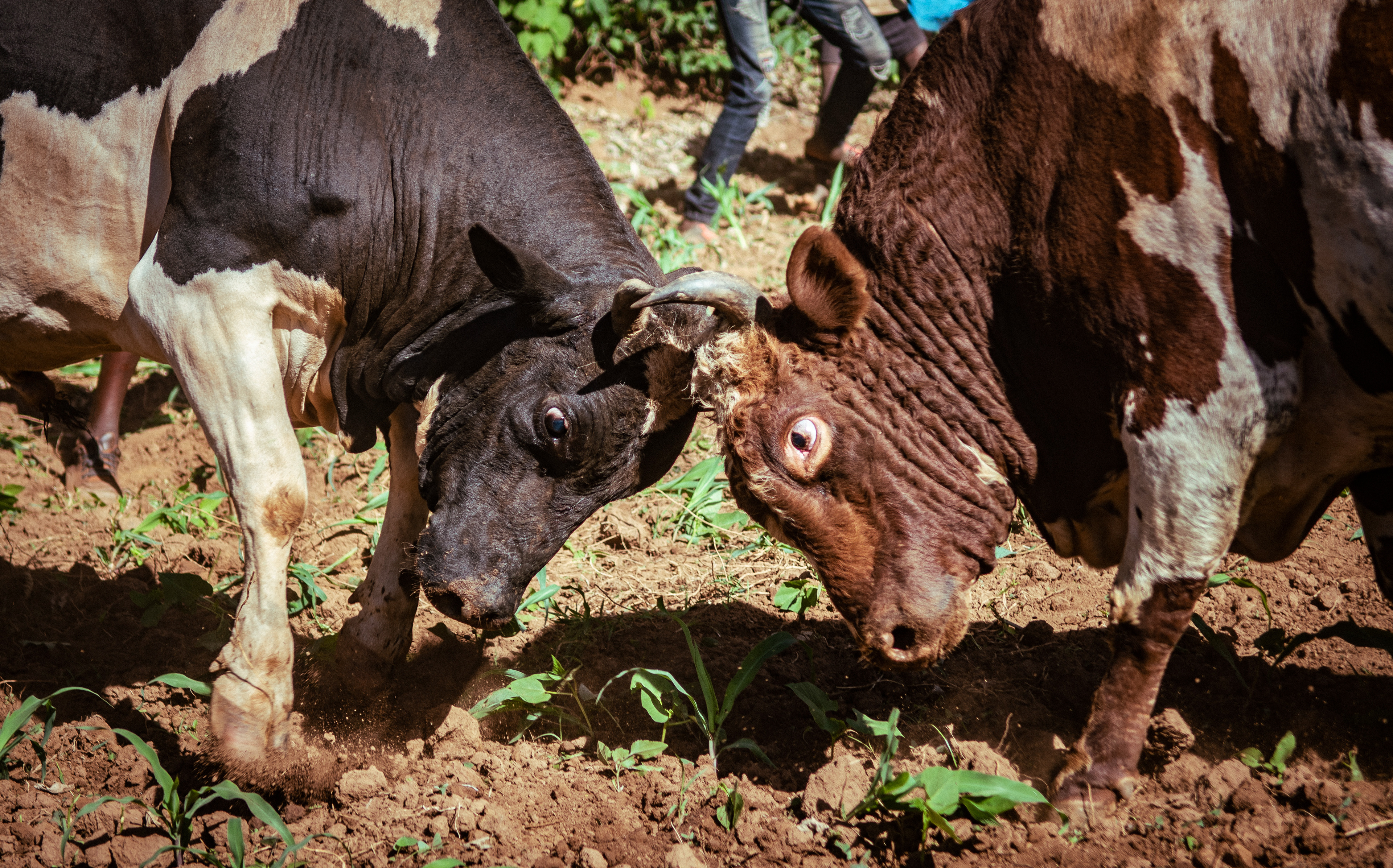 Horns locked, Misango (left) and Tupa Tupa (right) battle for dominance. Gerald Ashiono, chairman of the local Bull Owners Welfare group, says that bull-fighting is an intangible part of the region's heritage, spanning generations: "My grandfather owned bulls, my father owned bulls, now I own a bull."