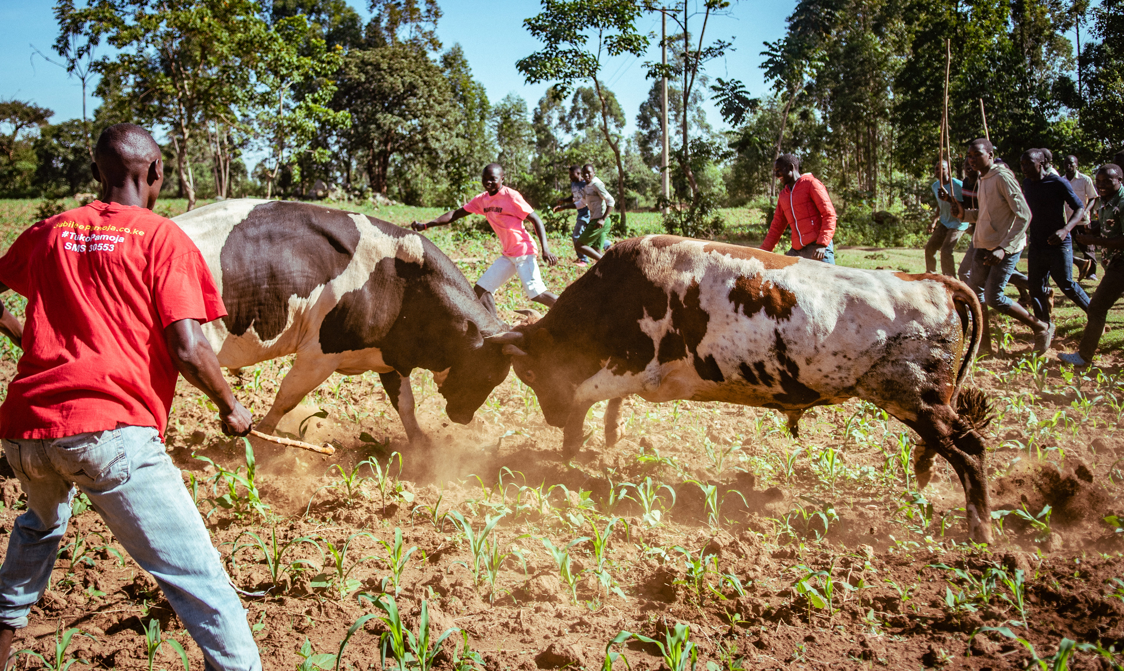 After sizing each other up for several minutes the bulls launch into each other and the fight is on. While they can be herded towards a certain area, the animals fight where they want to, which in this case happened to be a maize field.