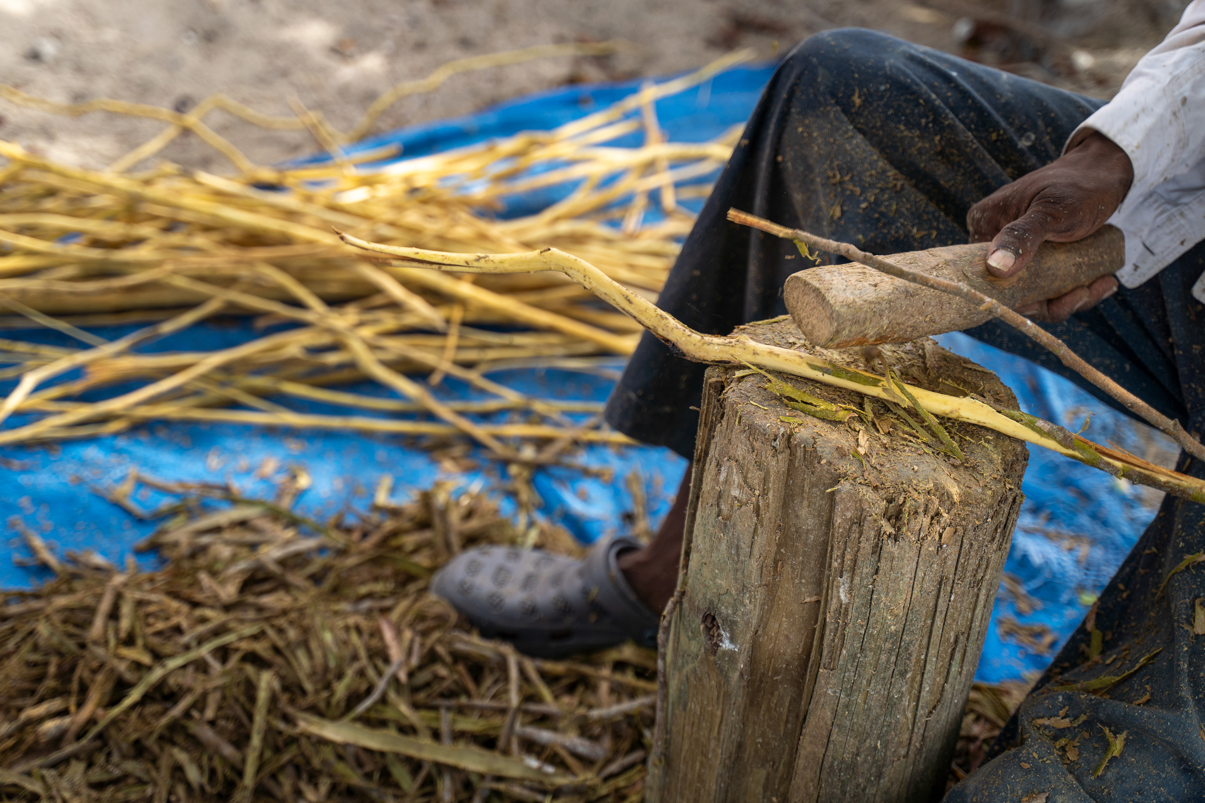 After being carried back, the sticks are then soaked in water, allowing the bark to be easily removed with a wooden stick and then dried in the sun.