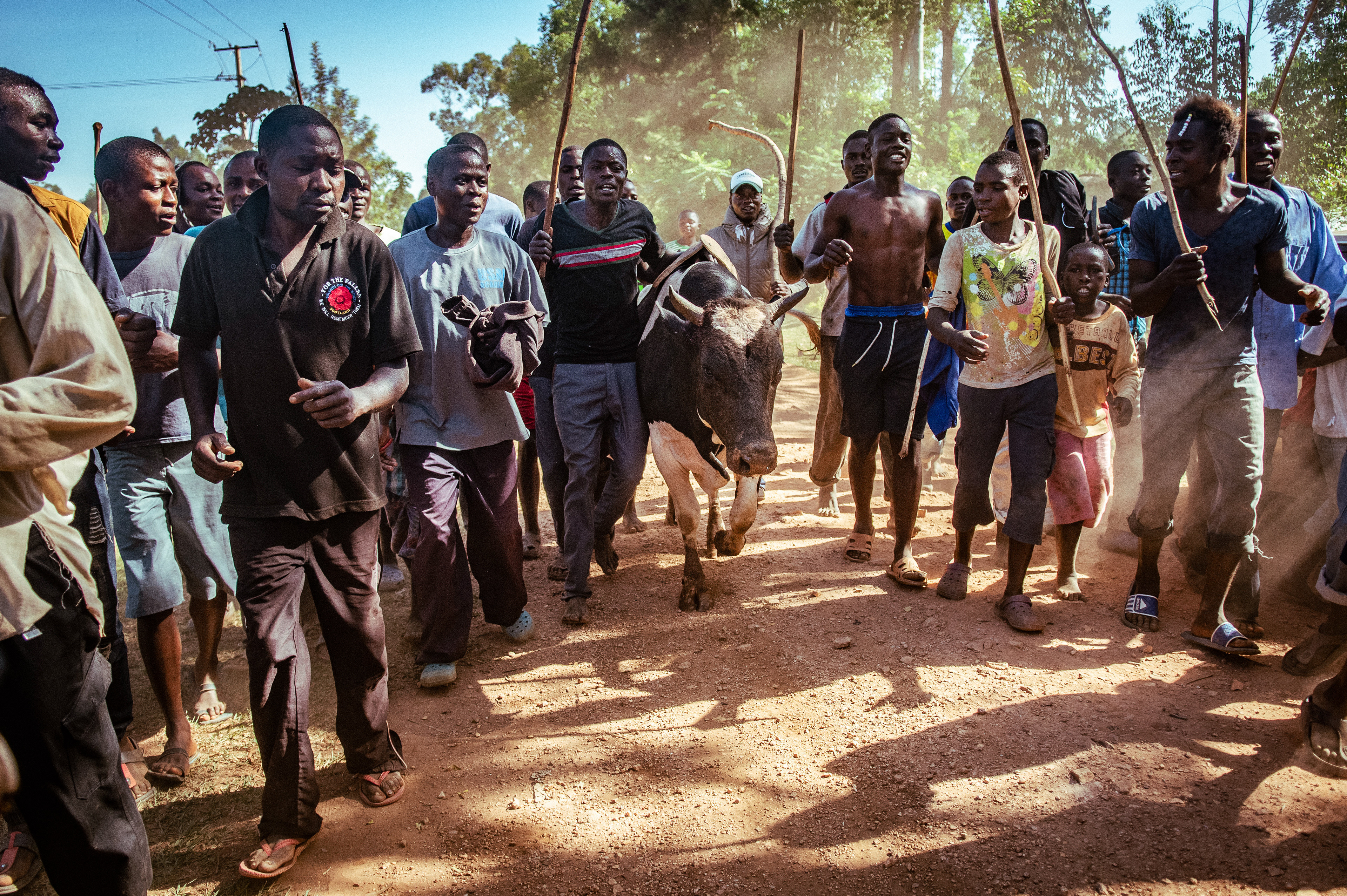 Misango, the victor after forcing Tupa Tupa to run away, is escorted back to the owner's village by a crowd of jubilant supporters.