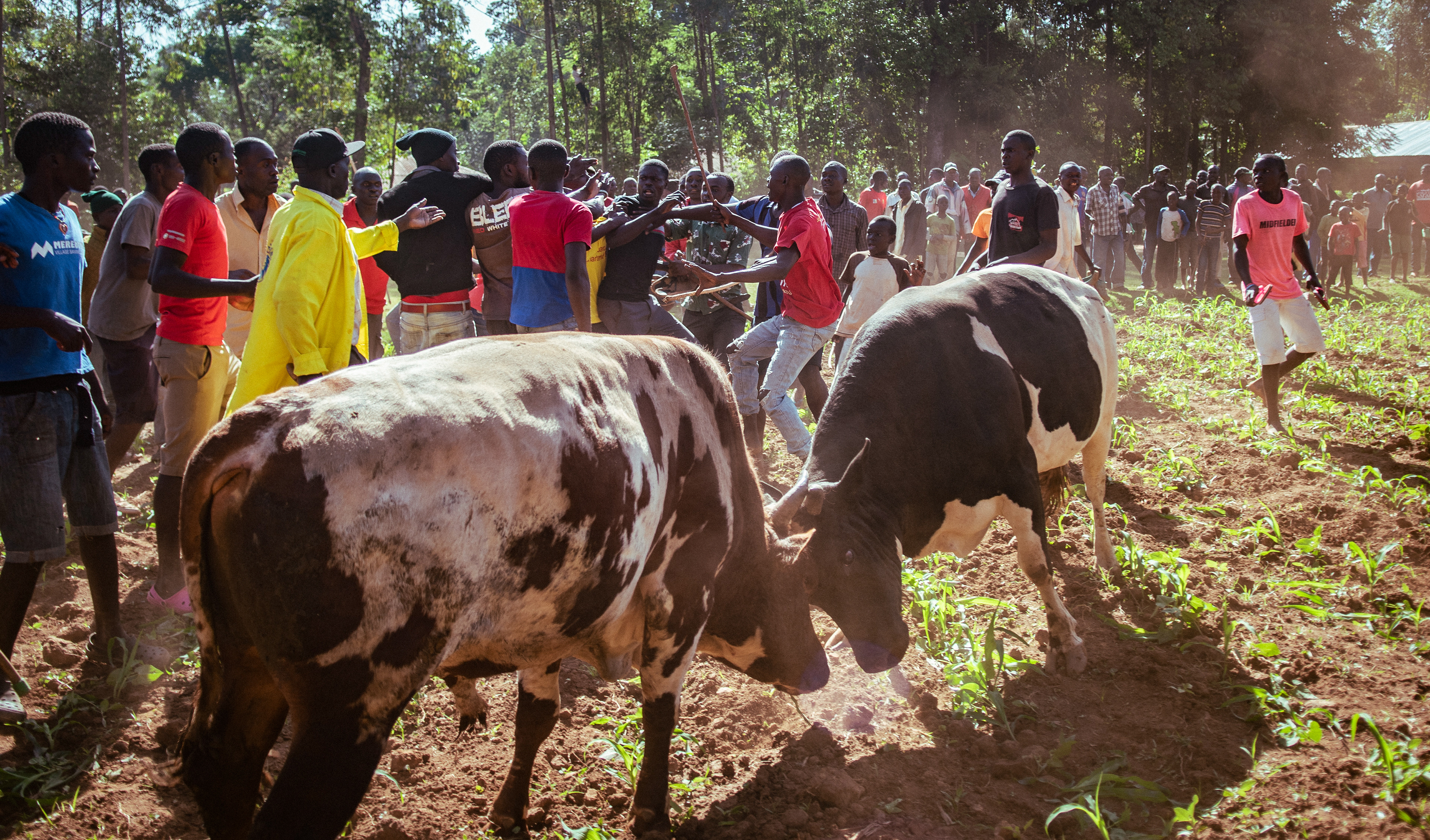 A fight breaks out between two men representing different bulls. With gambling on the outcome a major component of the sport, tensions can run high during fights.