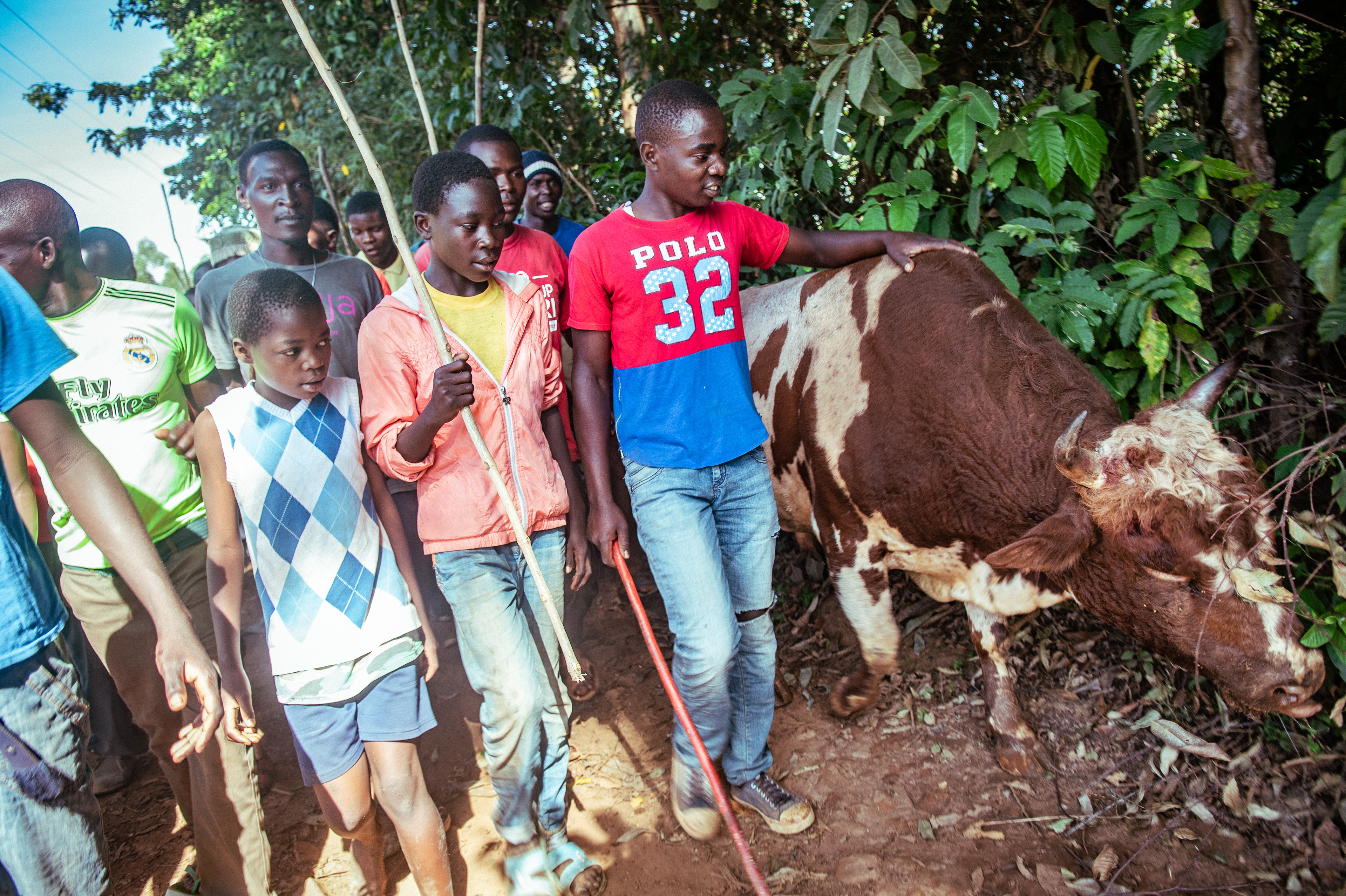 Defeated, Tupa Tupa and his owner return home. While unsuccessful bulls may eventually be sold for meat, a key difference with Kenyan bull-fighting is that no bulls are killed in the process.