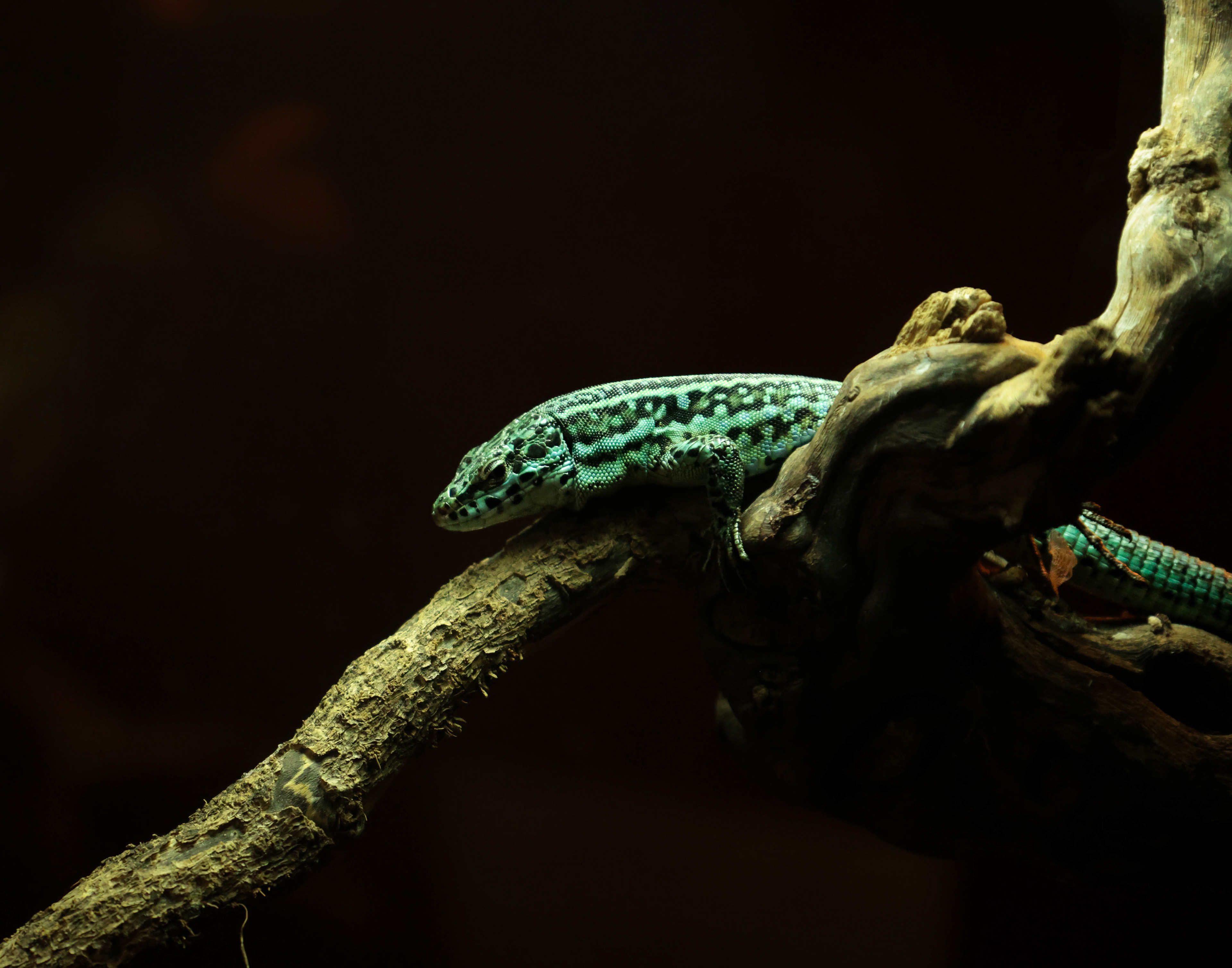 Ibiza Wall Lizard