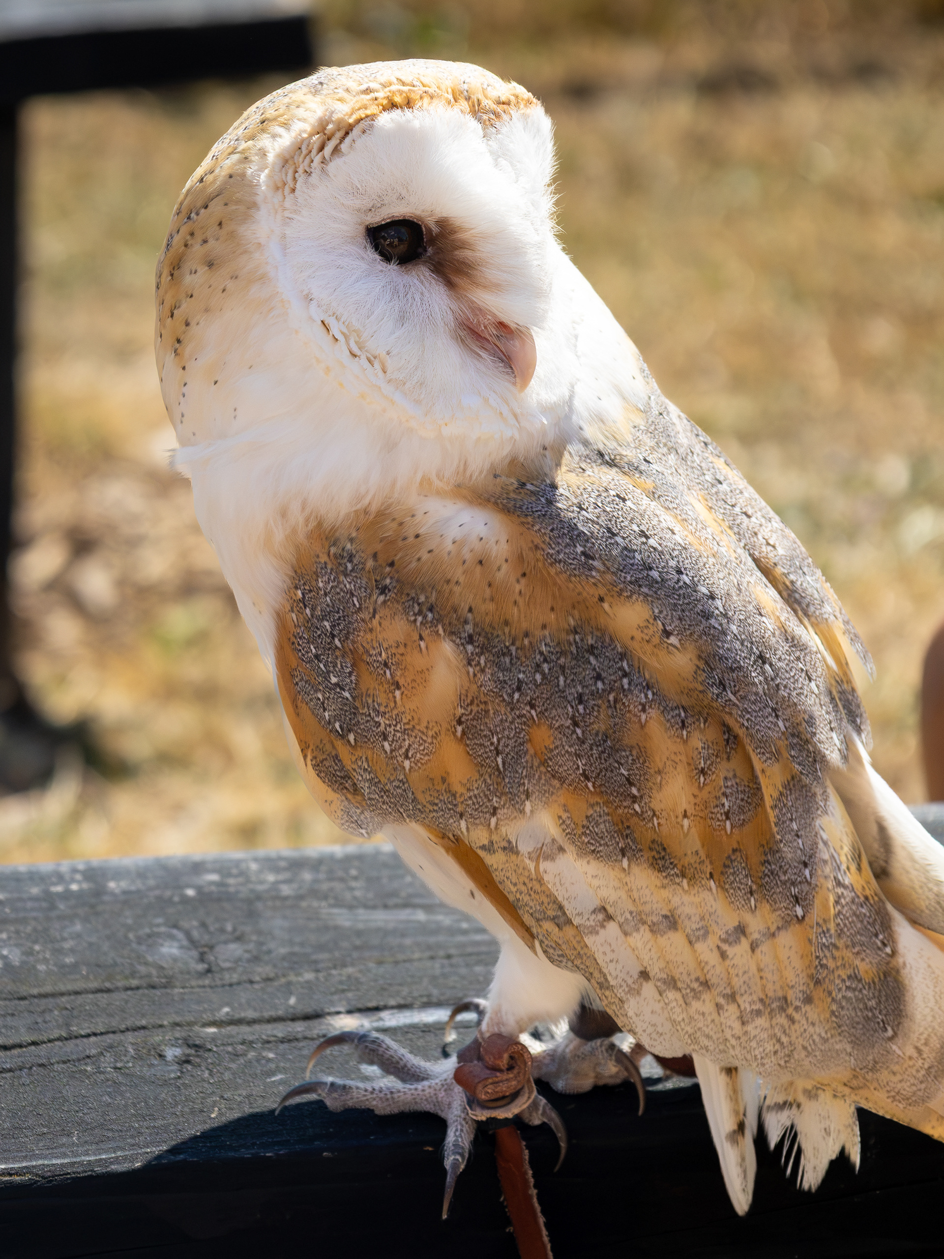 Barn Owl
