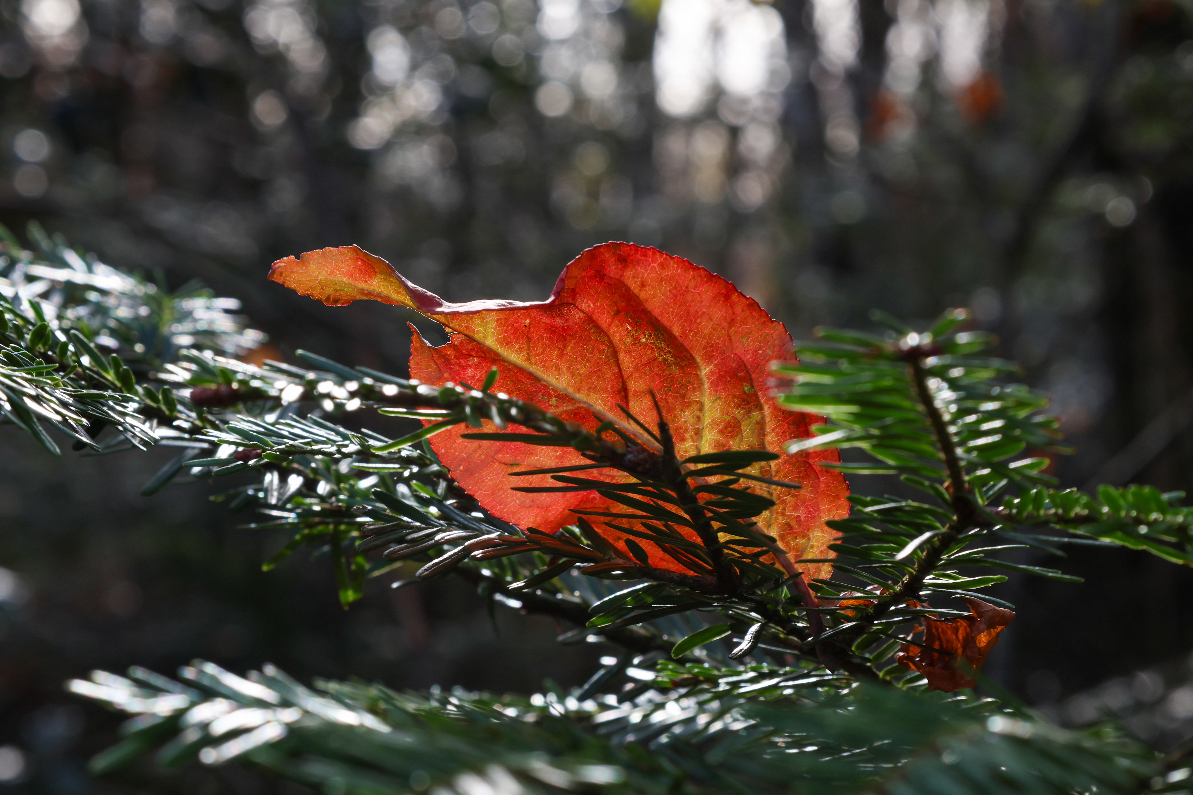 Forest Colours