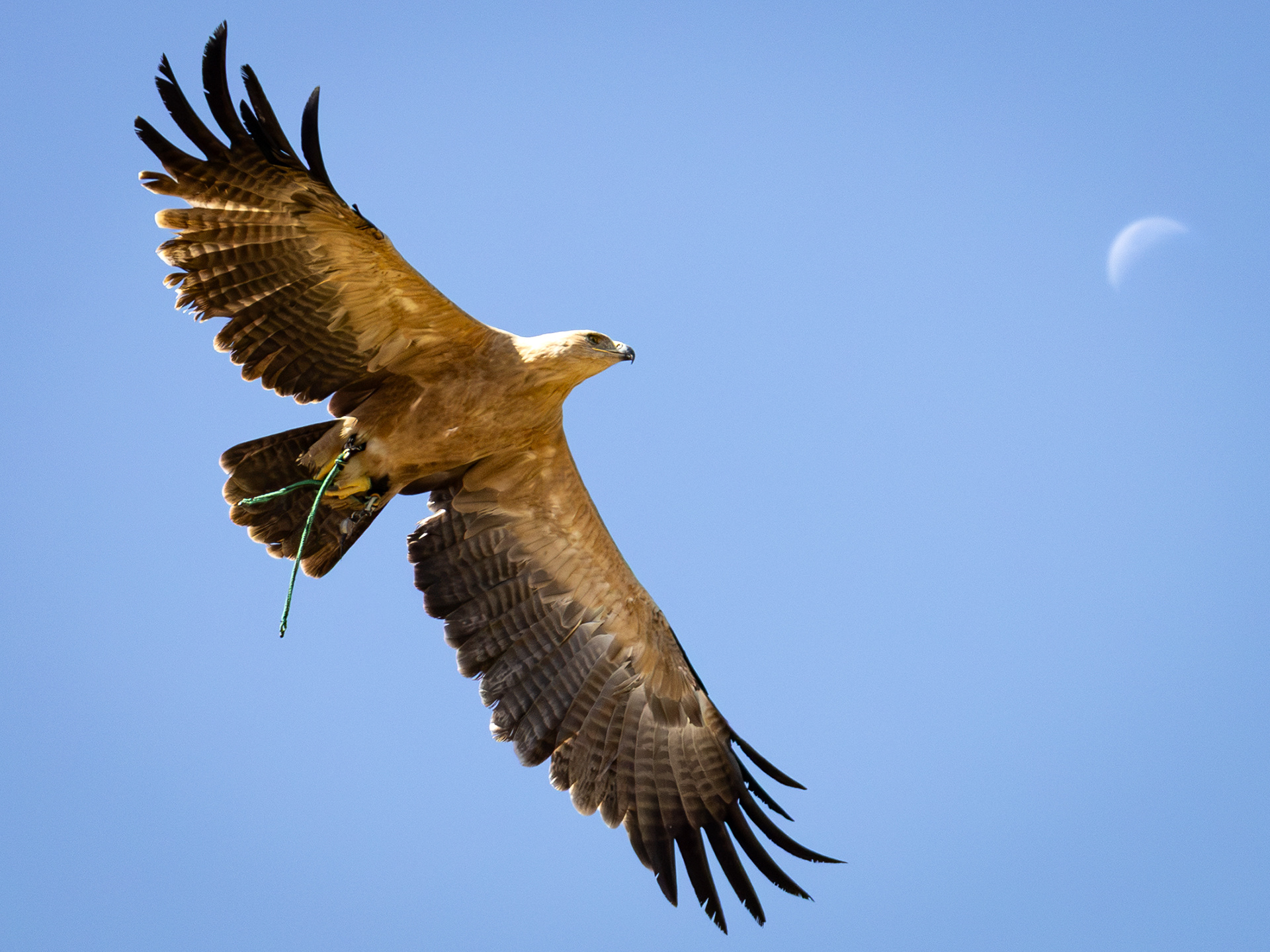 Tawny Eagle