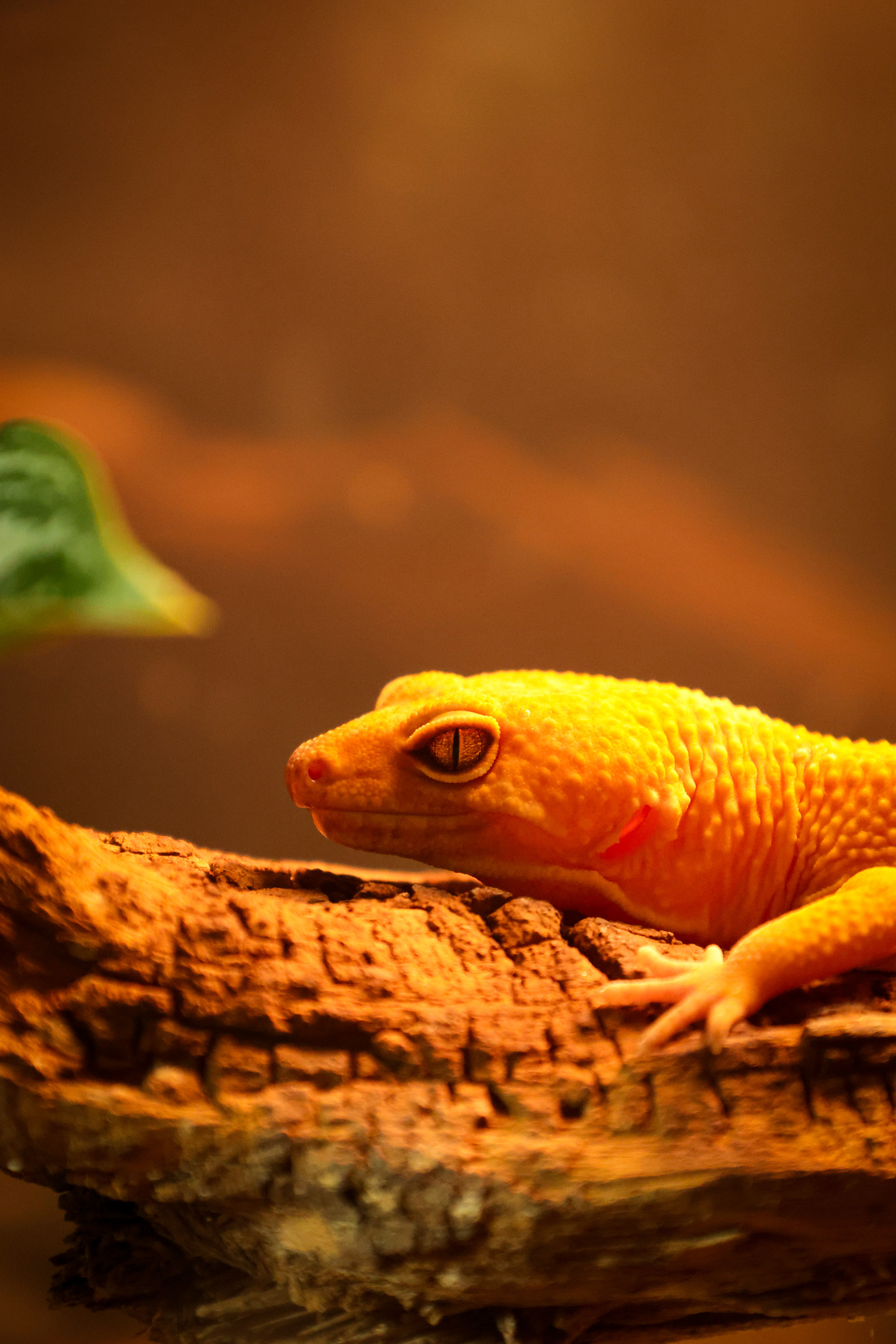 Leopard Gecko