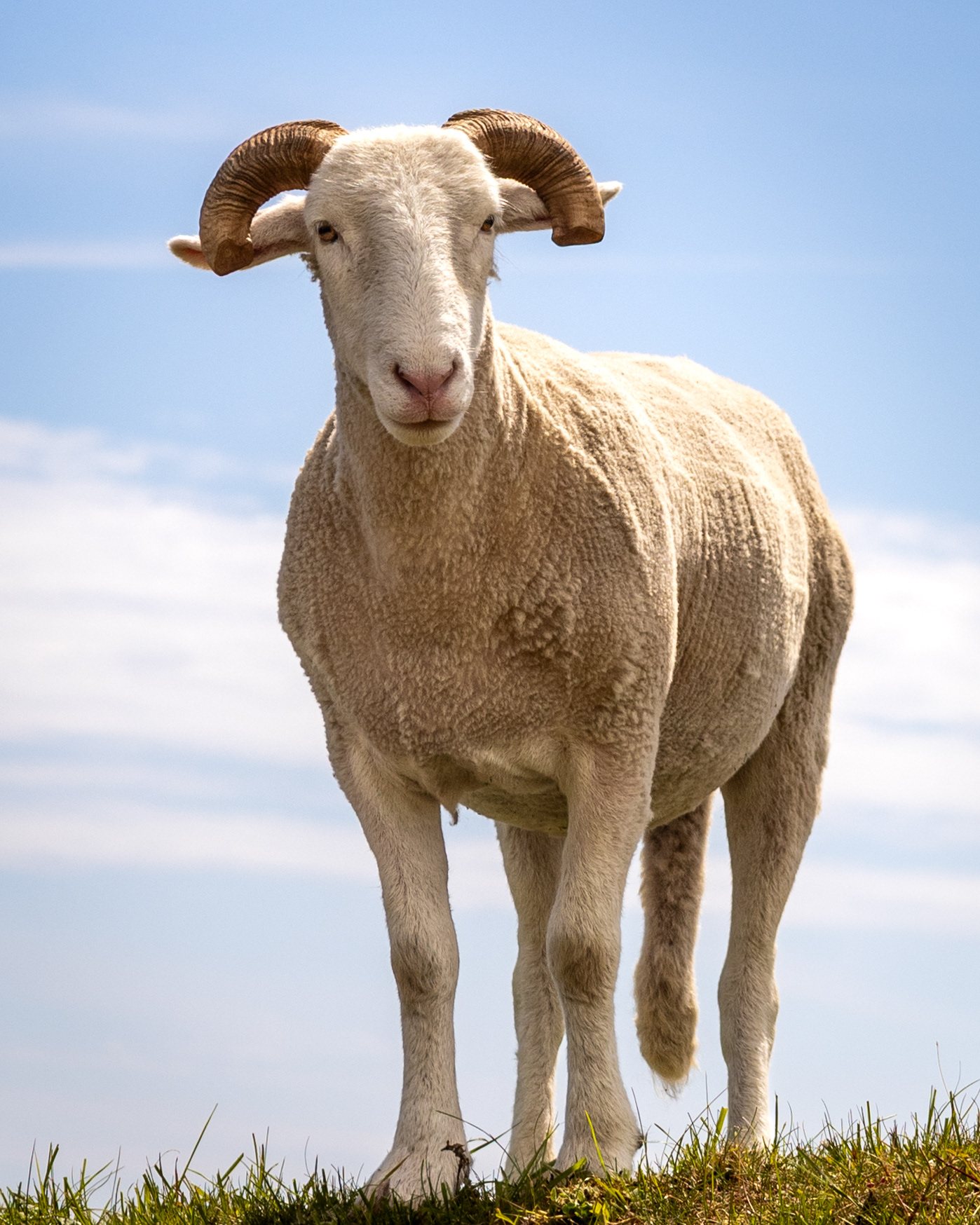 Whitefaced Woodland Ram