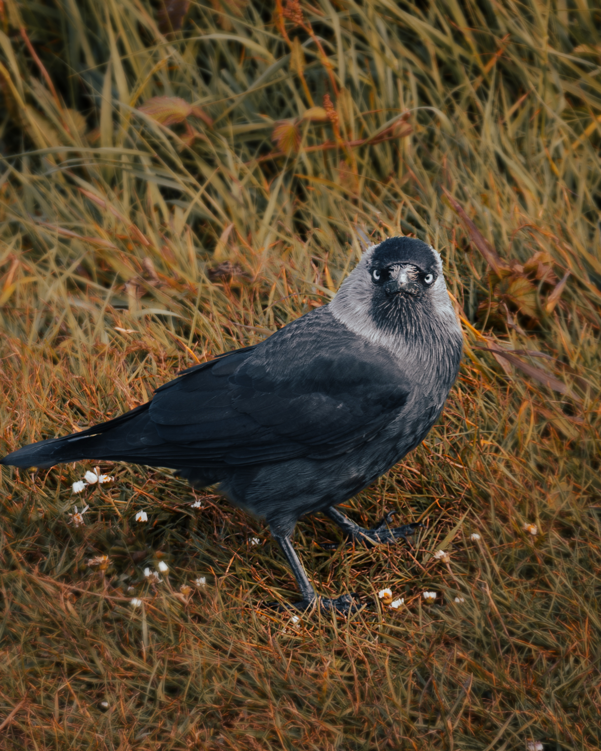 Jackdaw