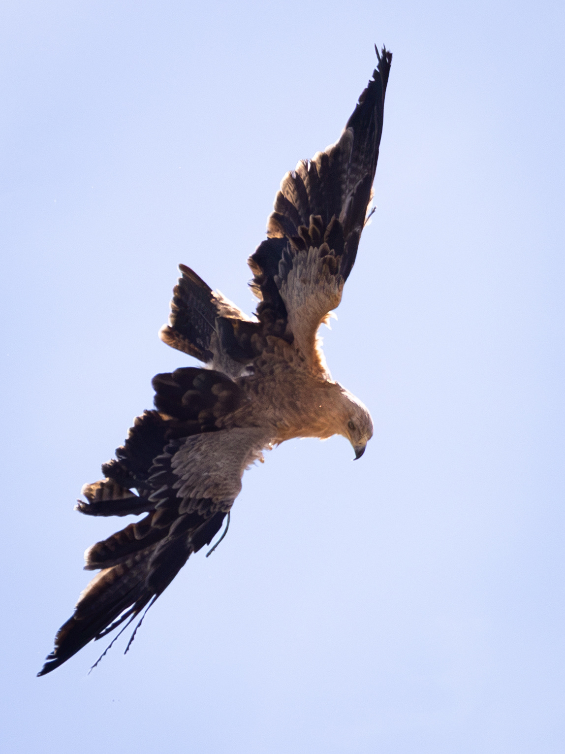 Tawny Eagle