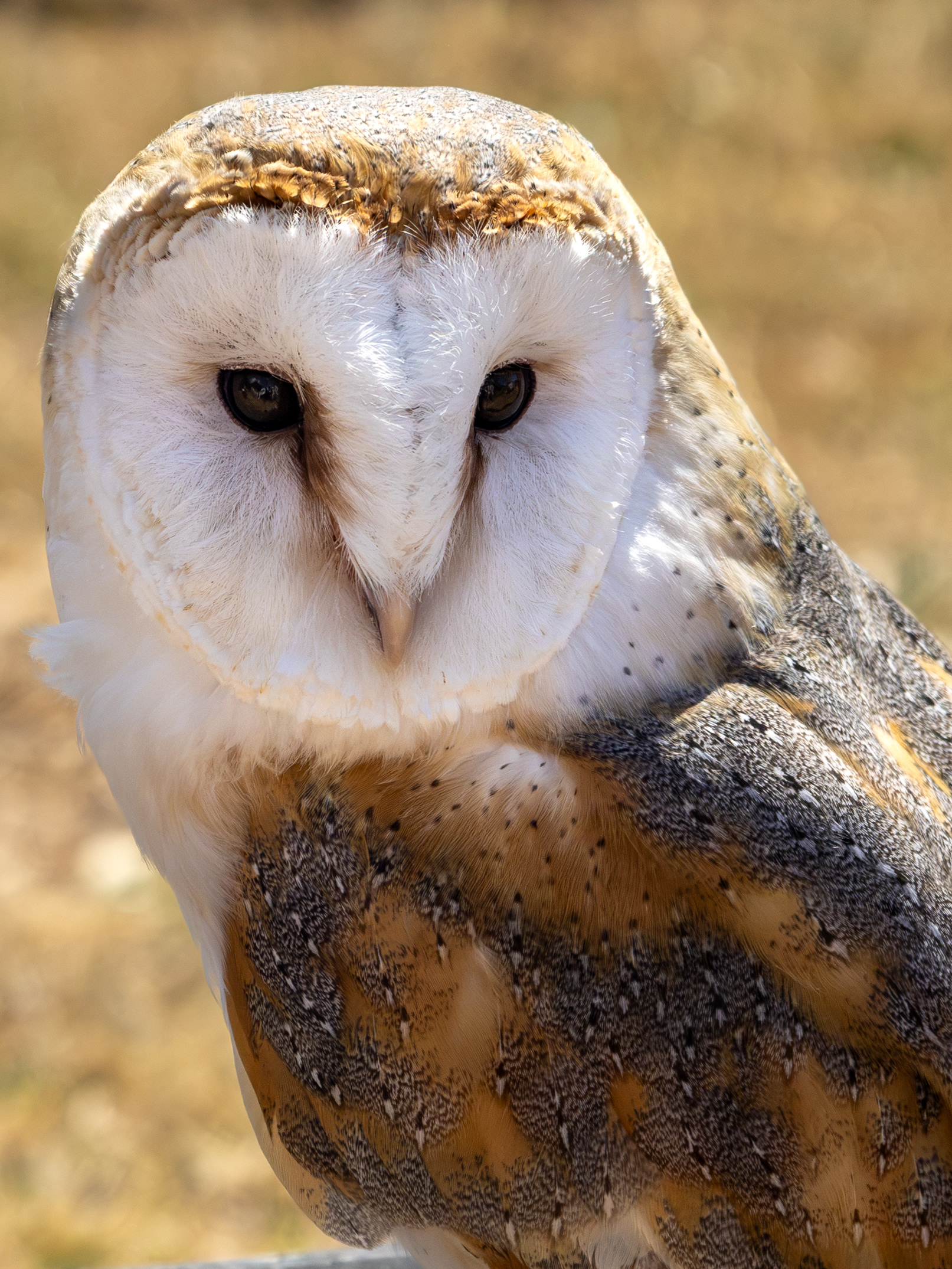 Barn Owl