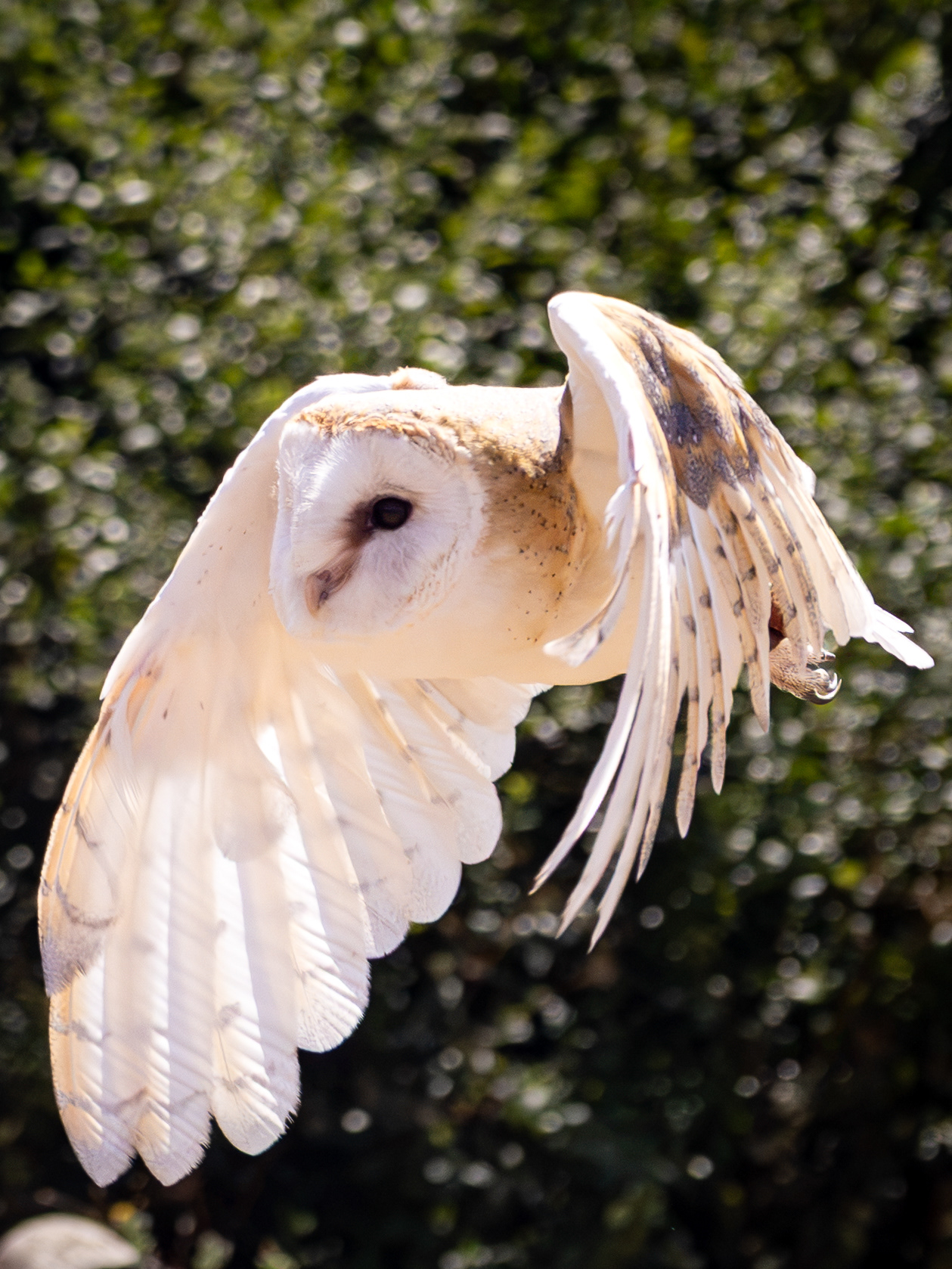 Barn Owl