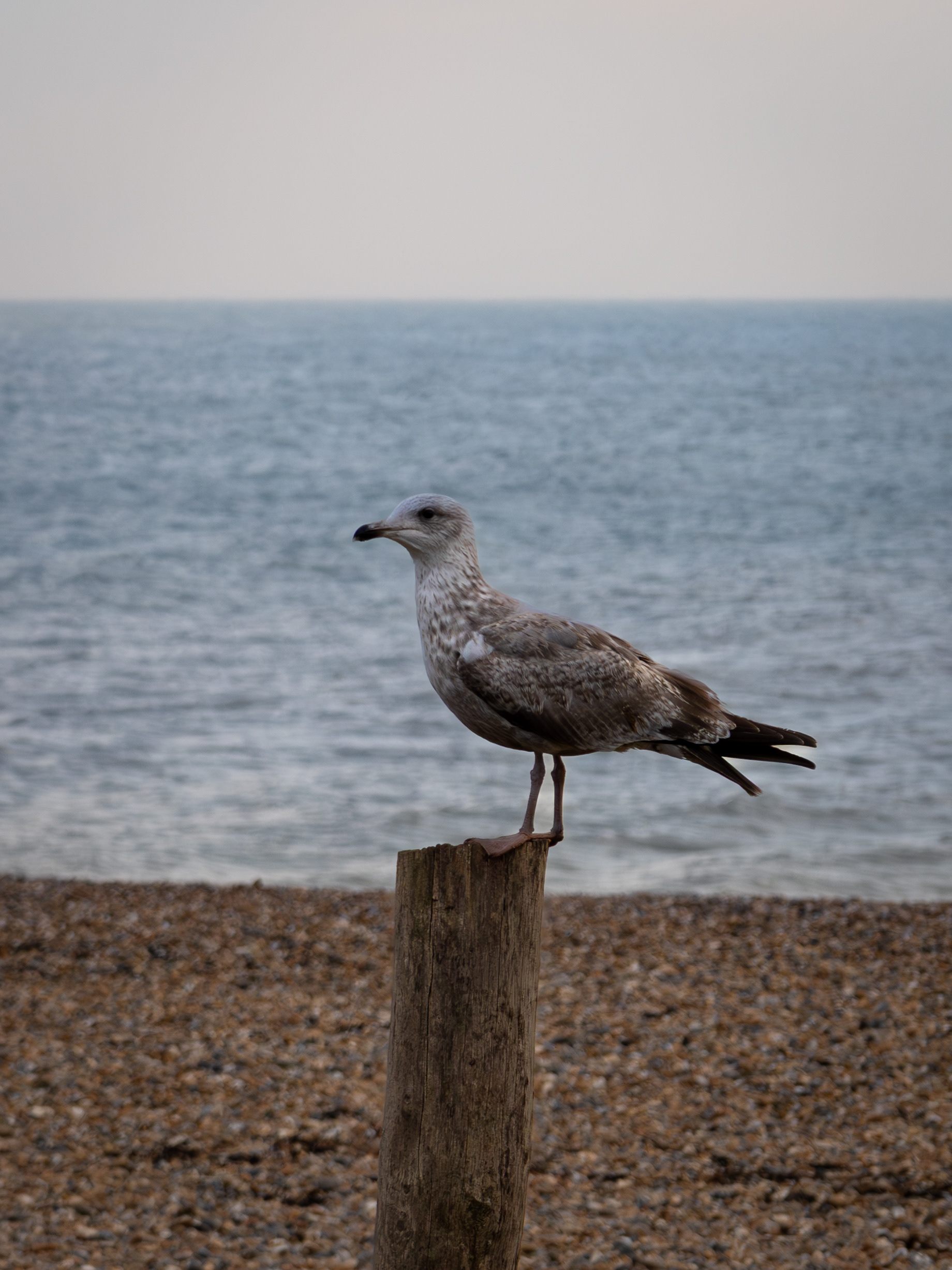 Seagull