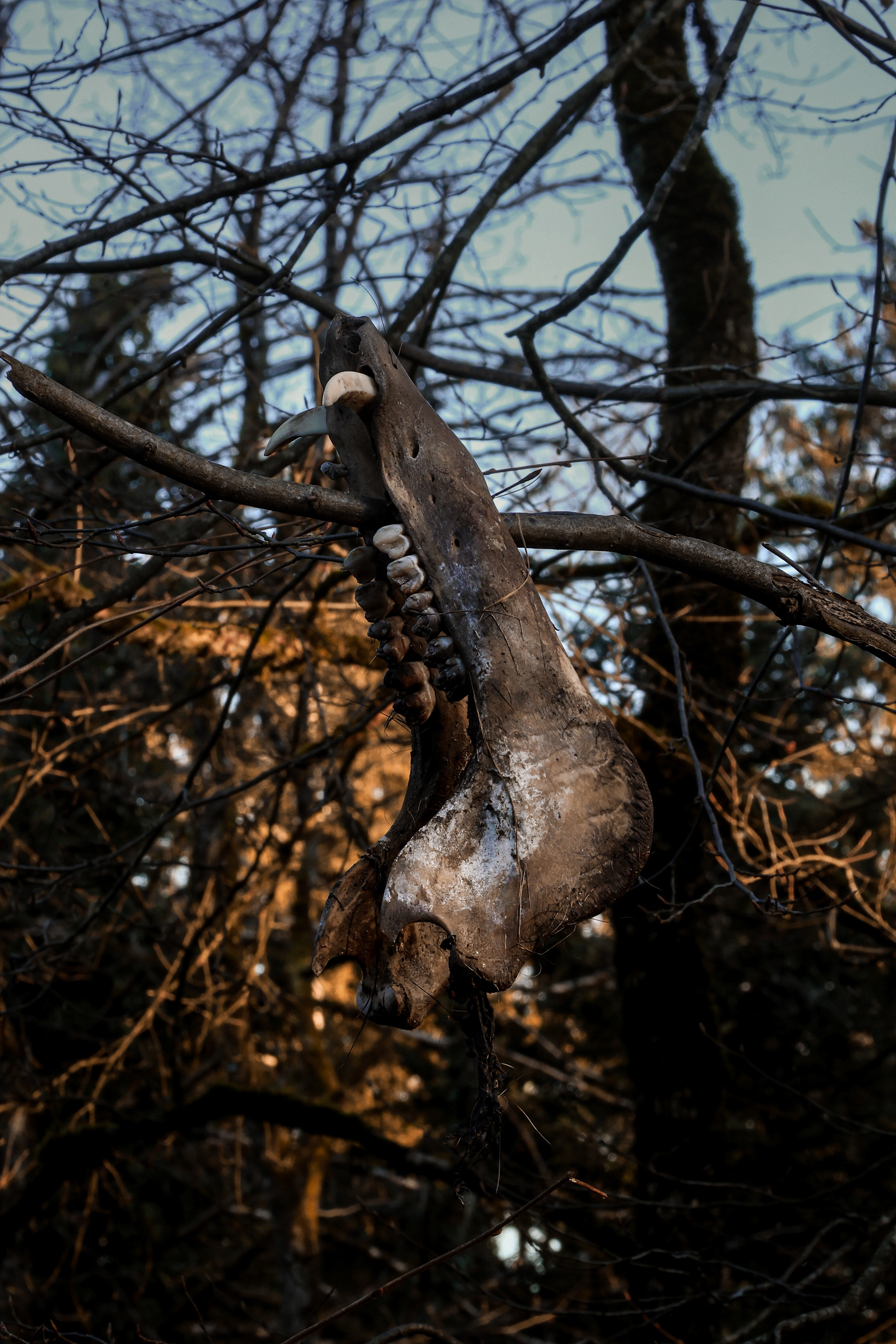 Wild Boar Jaw