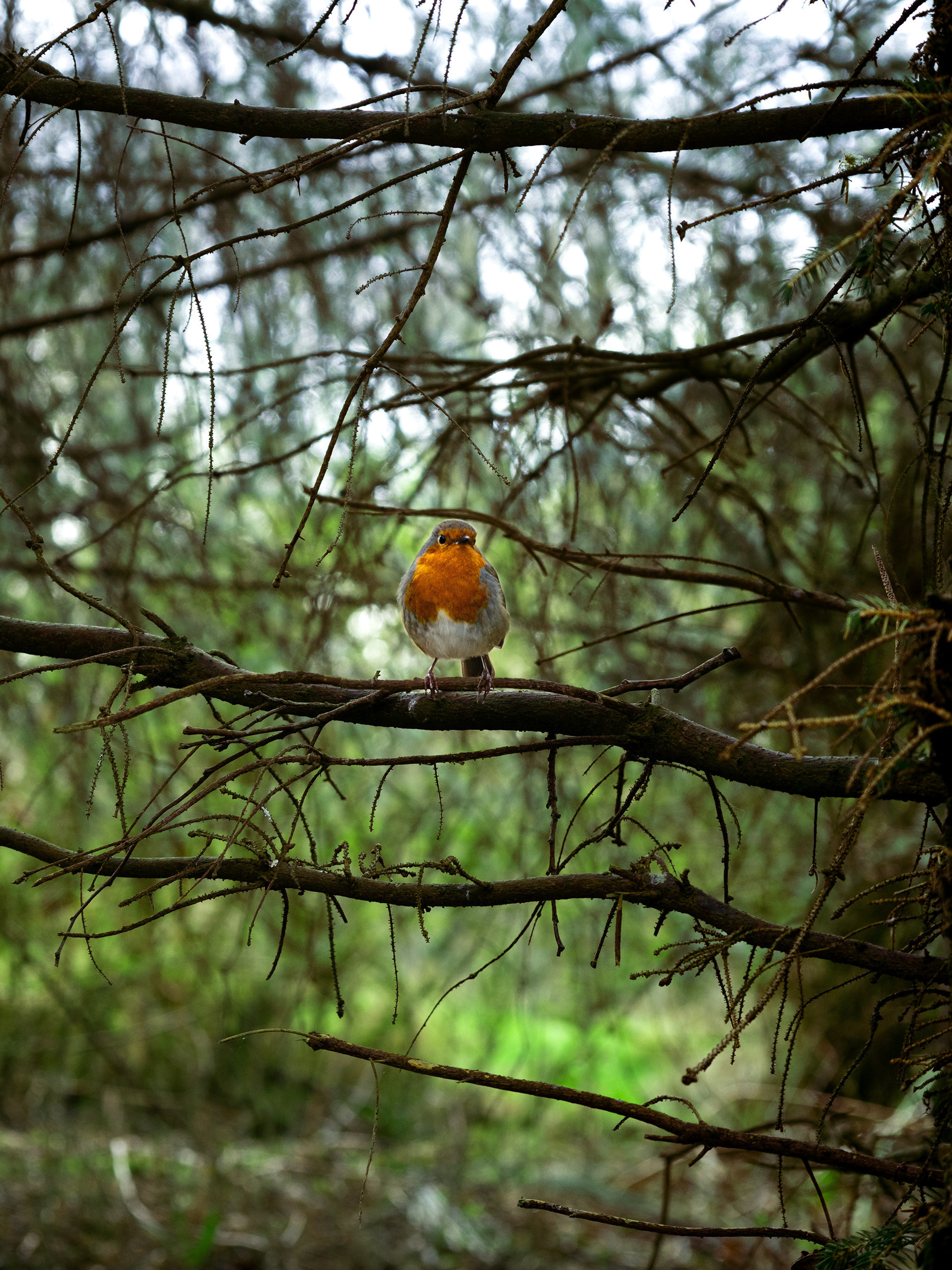 European Robin