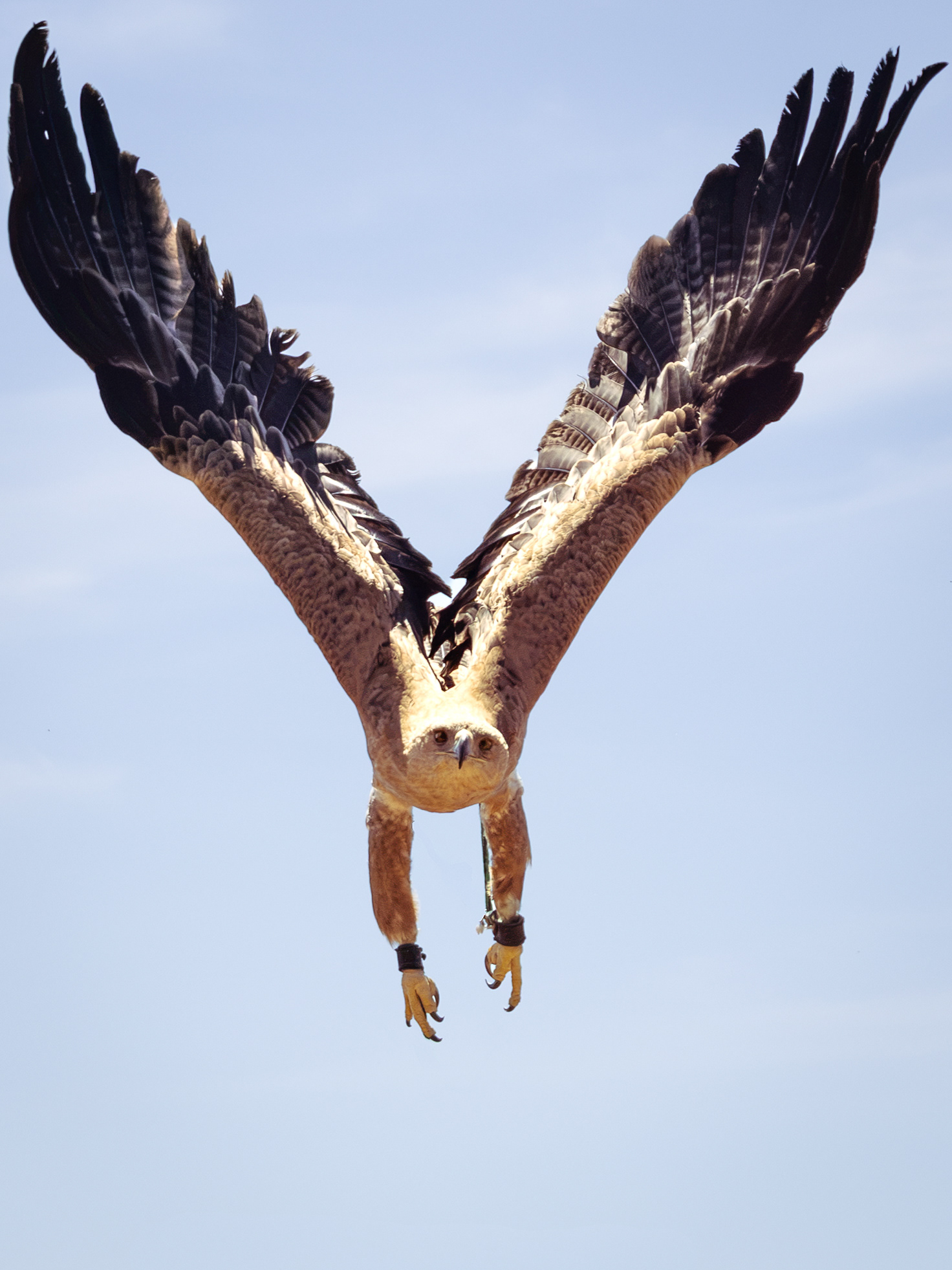 Tawny Eagle
