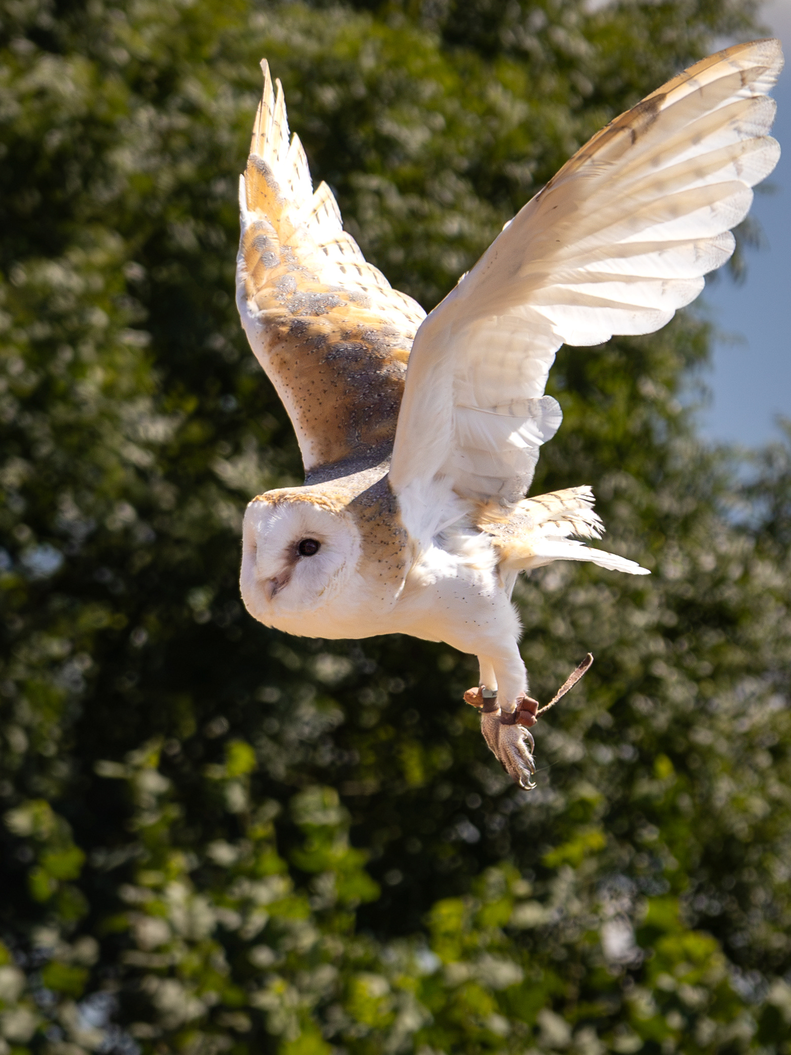 Barn Owl