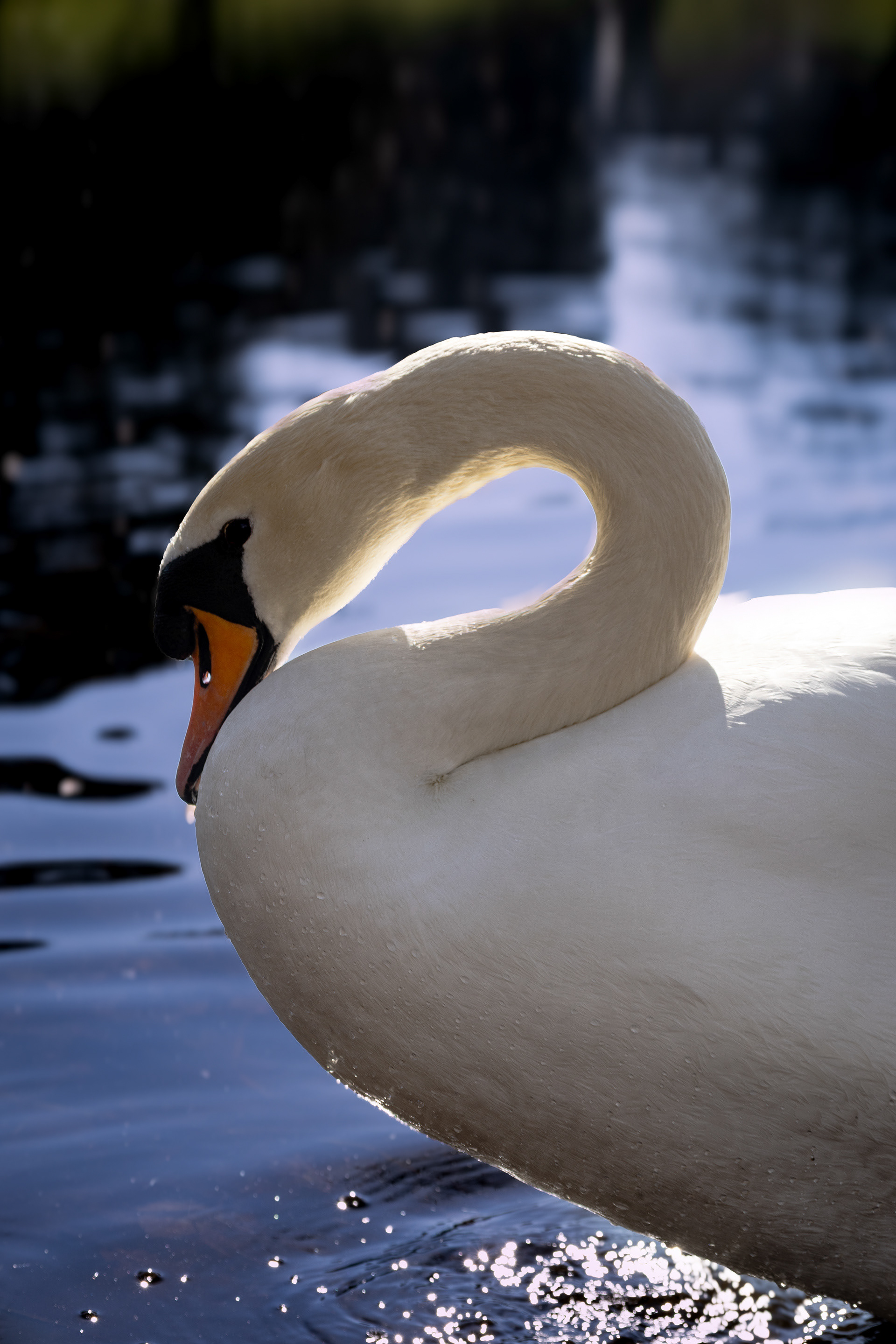 Mute Swan