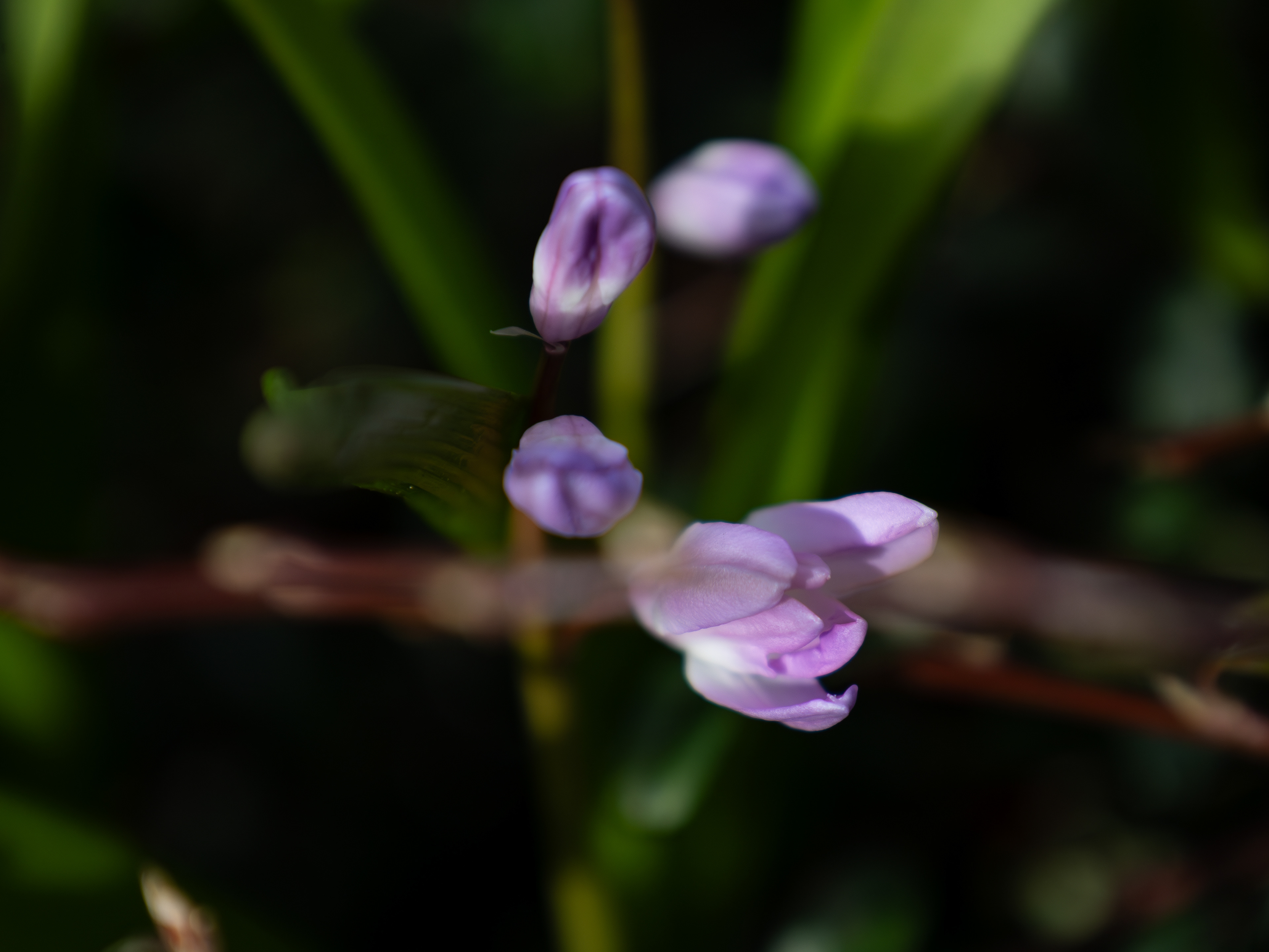 Timid Purple Flowers