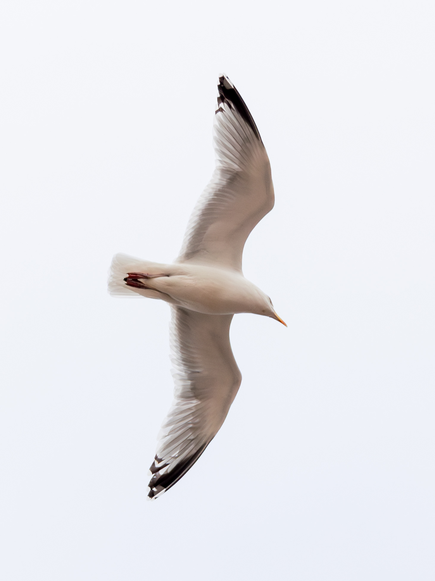 Seagull