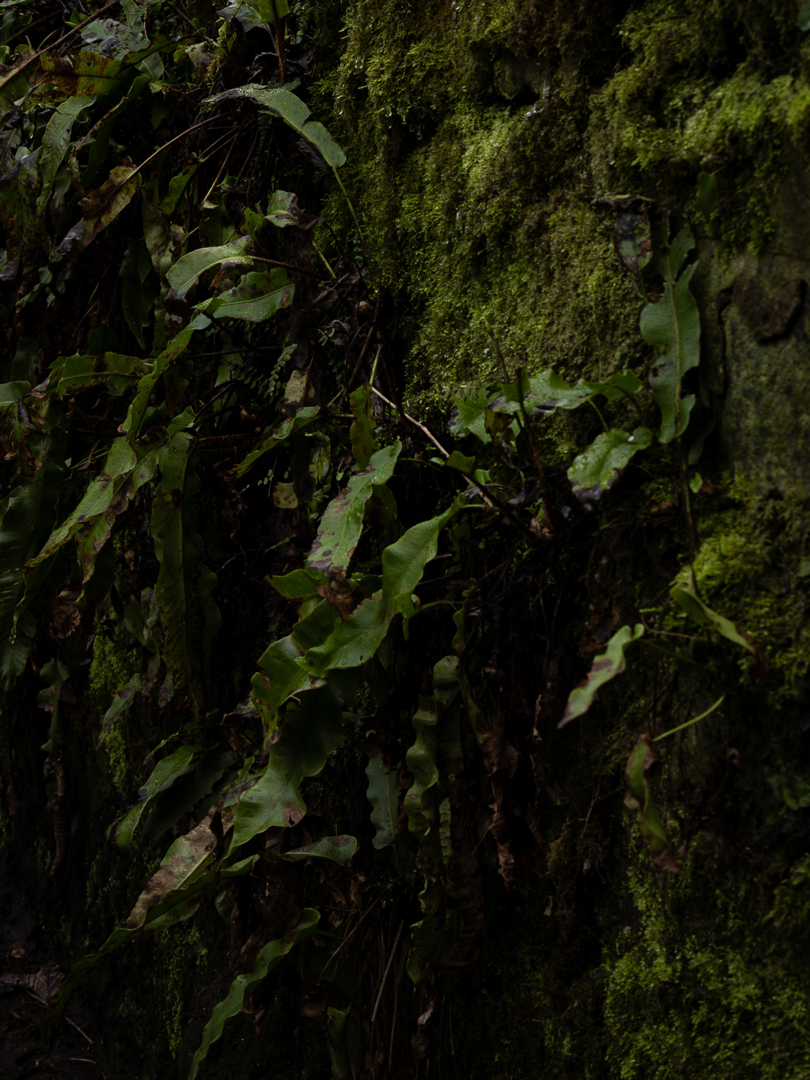 Wall of Green Peace