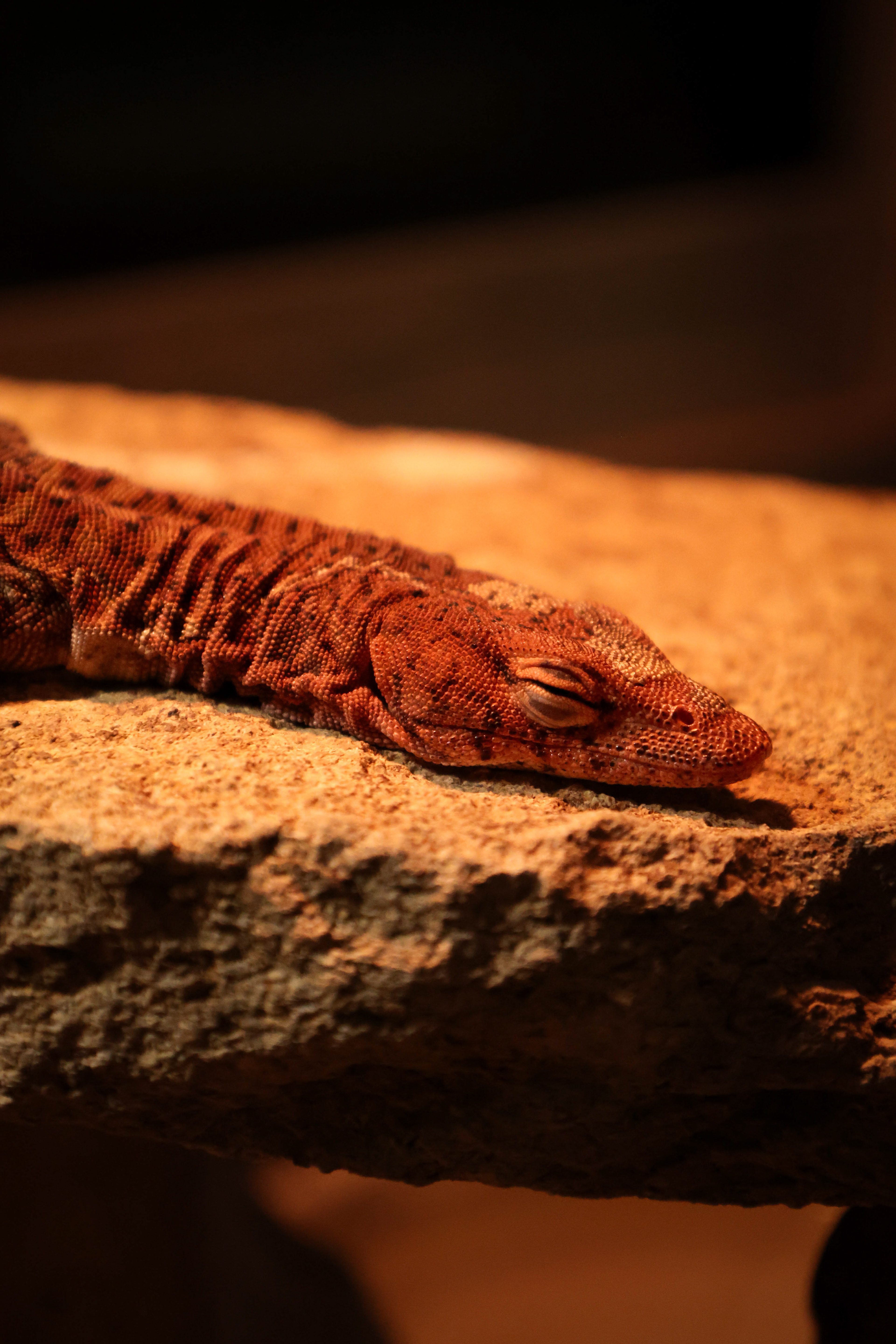 Pilbara Rock Monitor