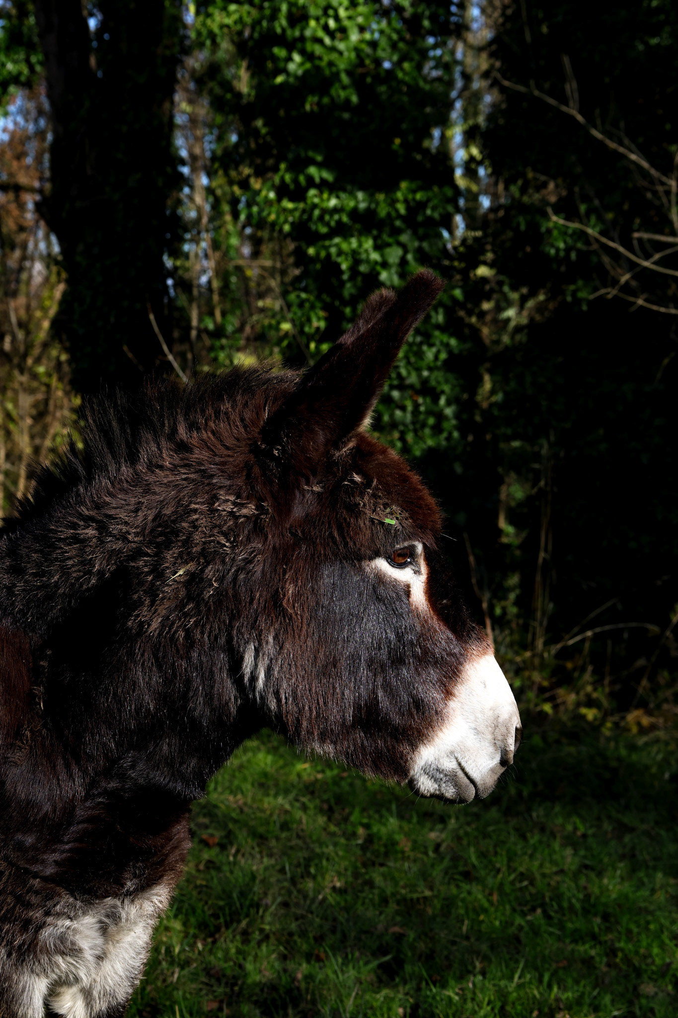 Pyrenean Donkey