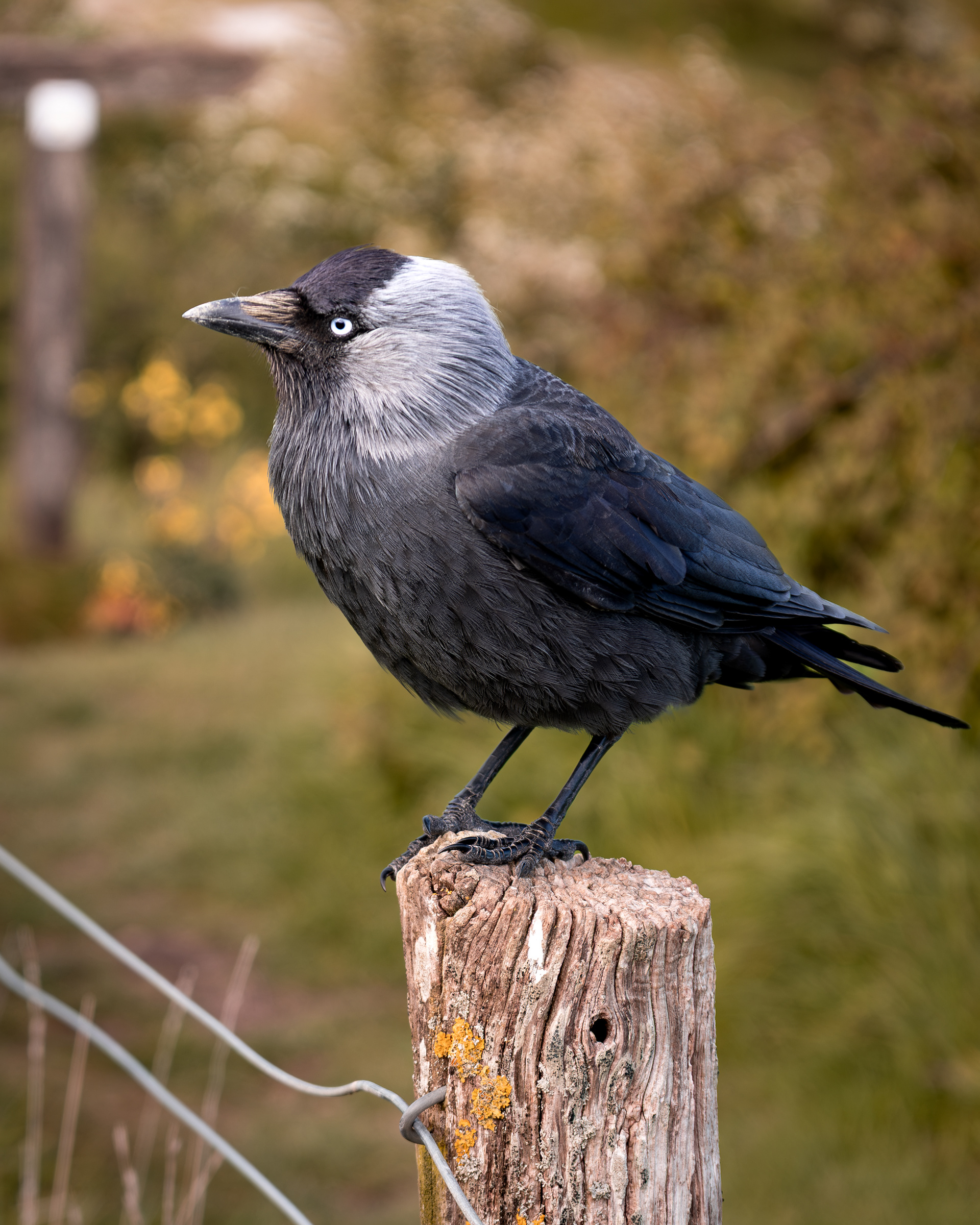 Jackdaw