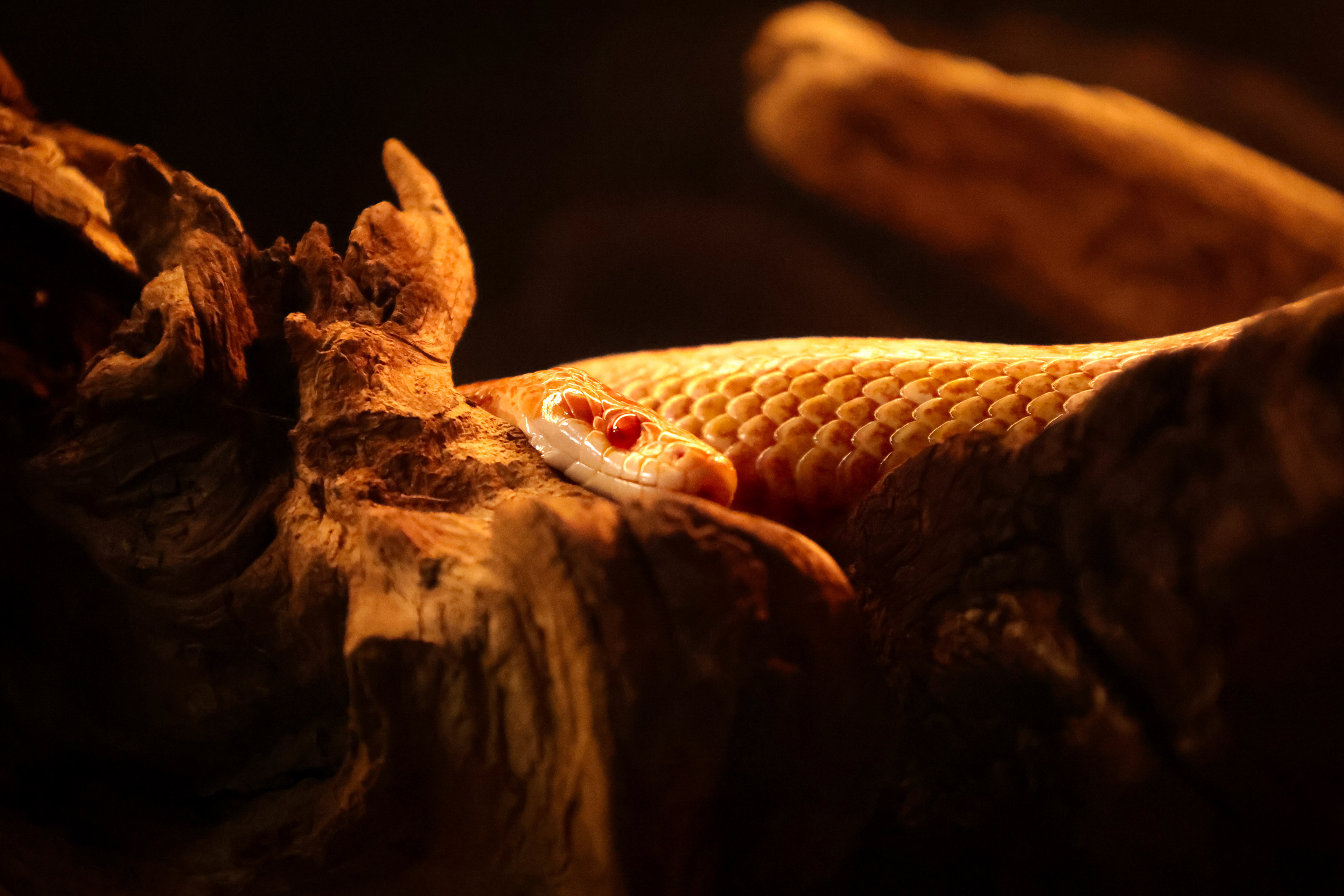 Albino Corn Snake