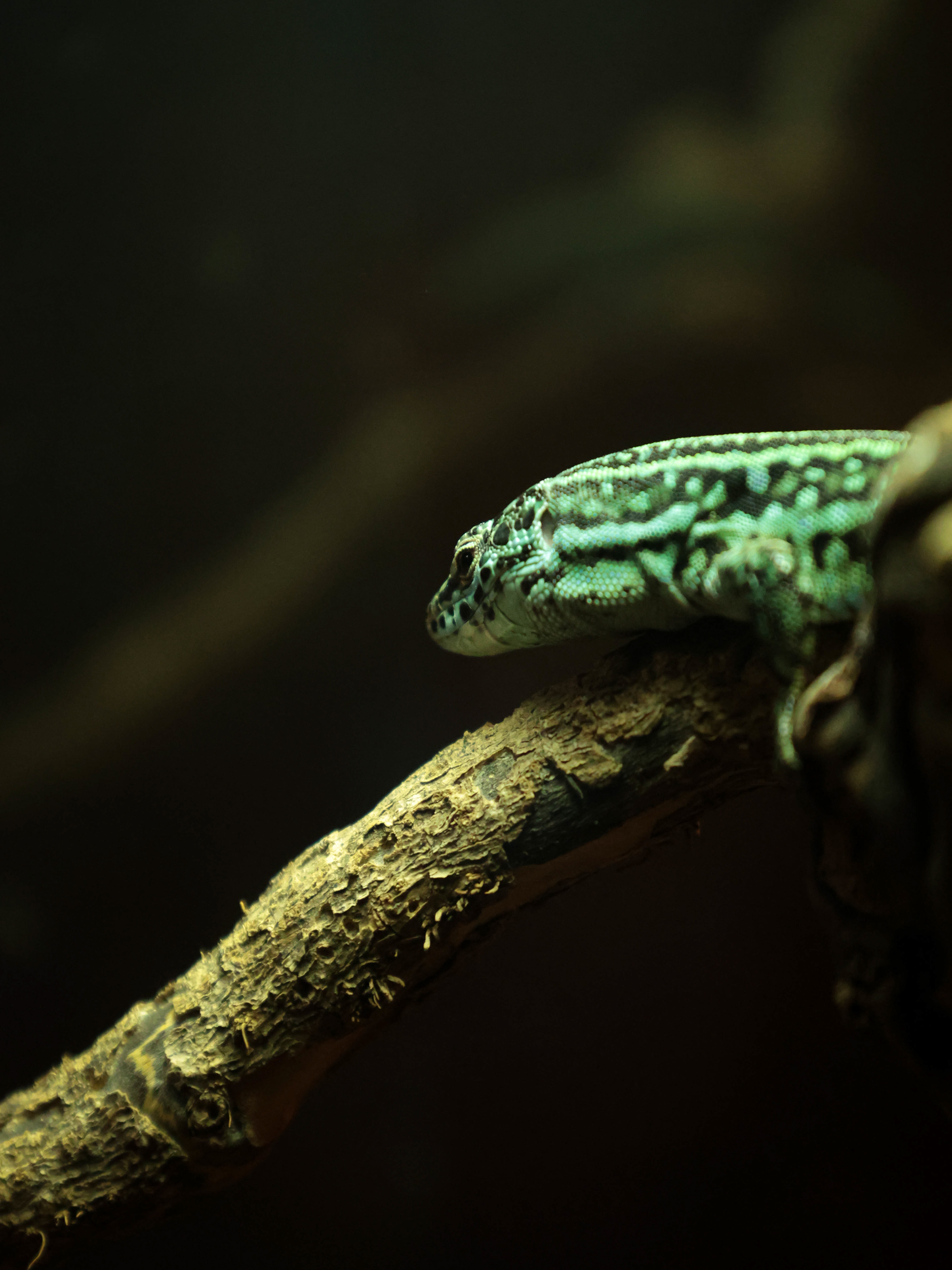 Ibiza Wall Lizard
