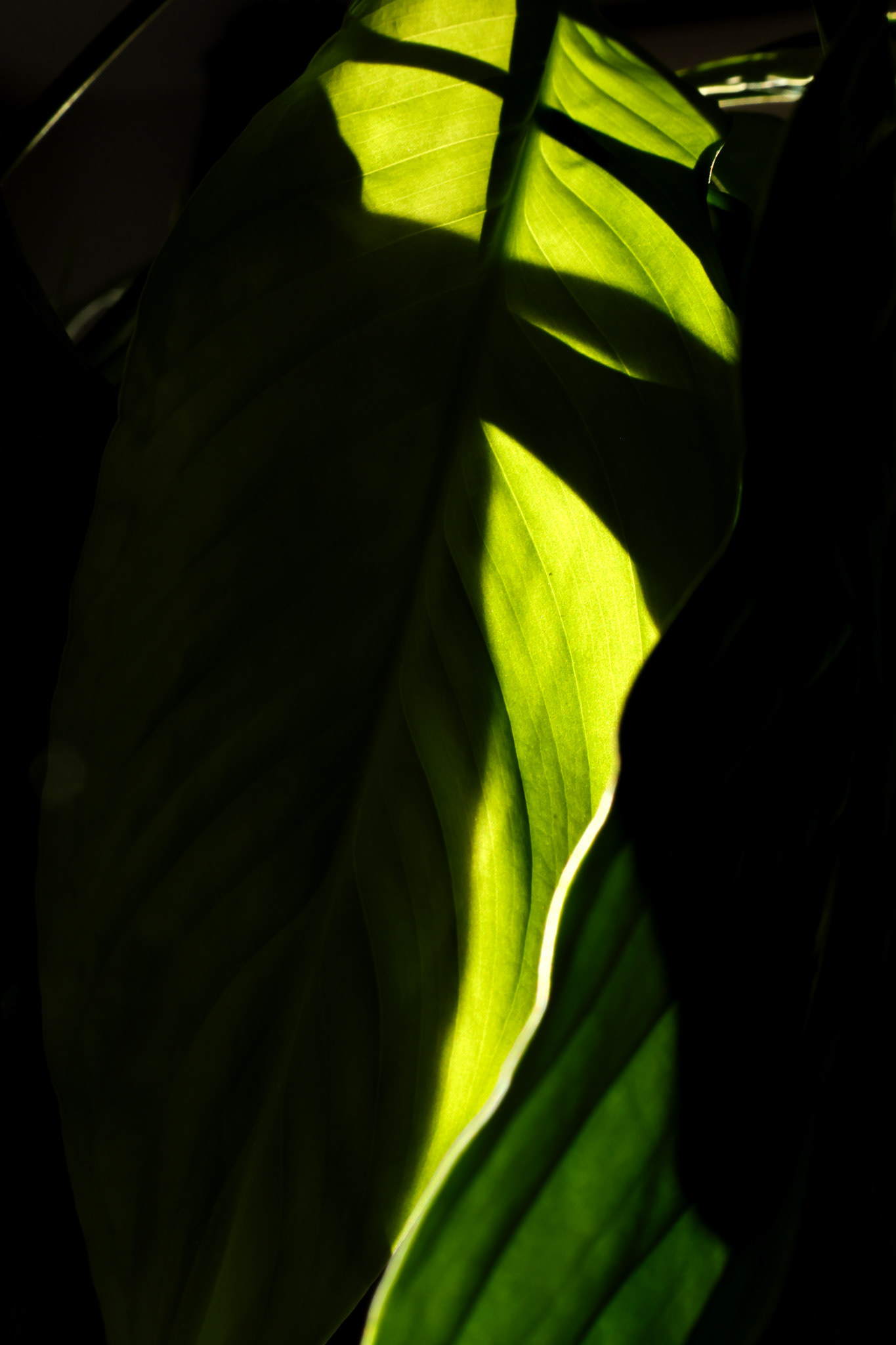 Sunlight on a Leaf