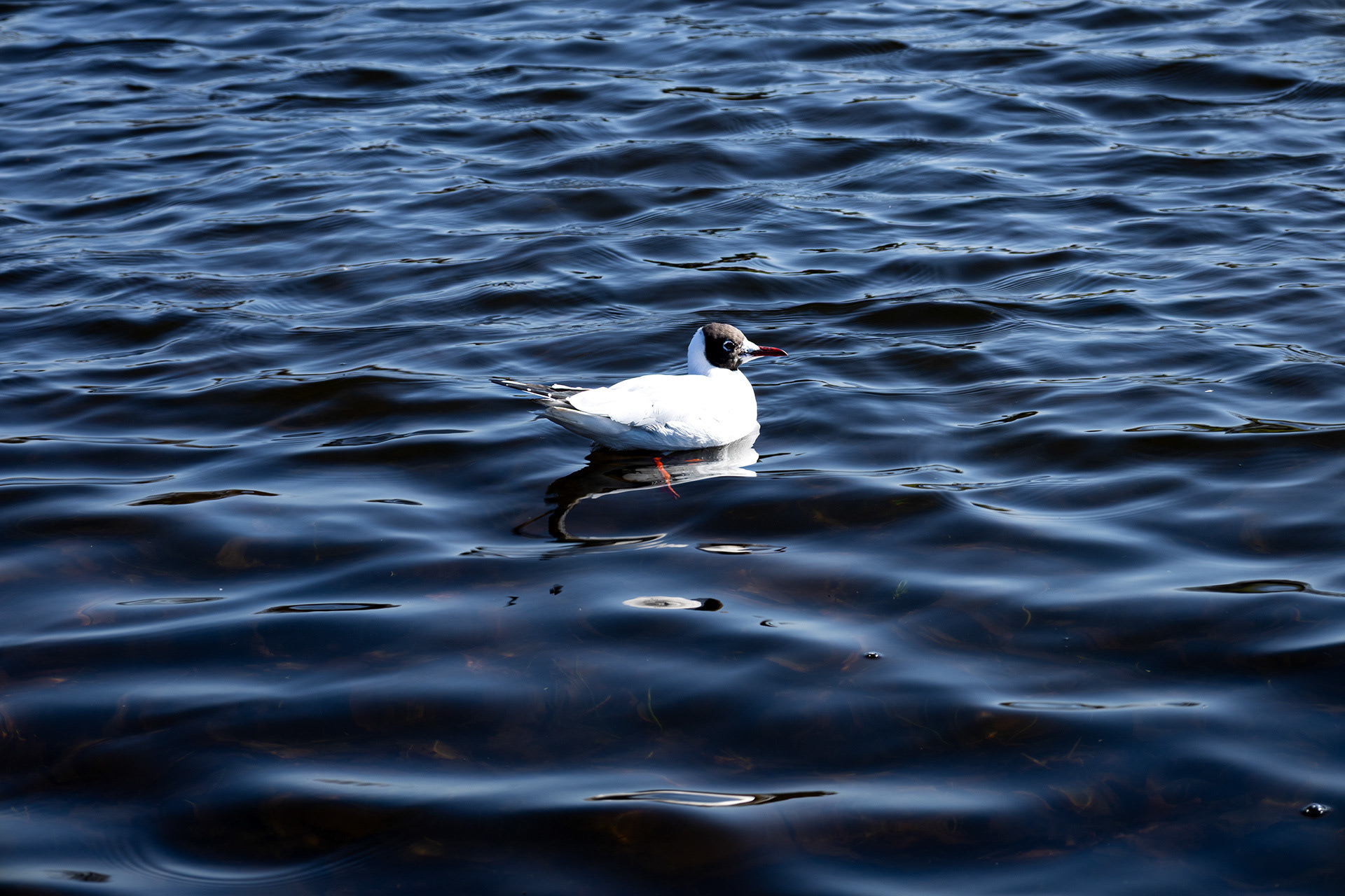 Black-headed Gull